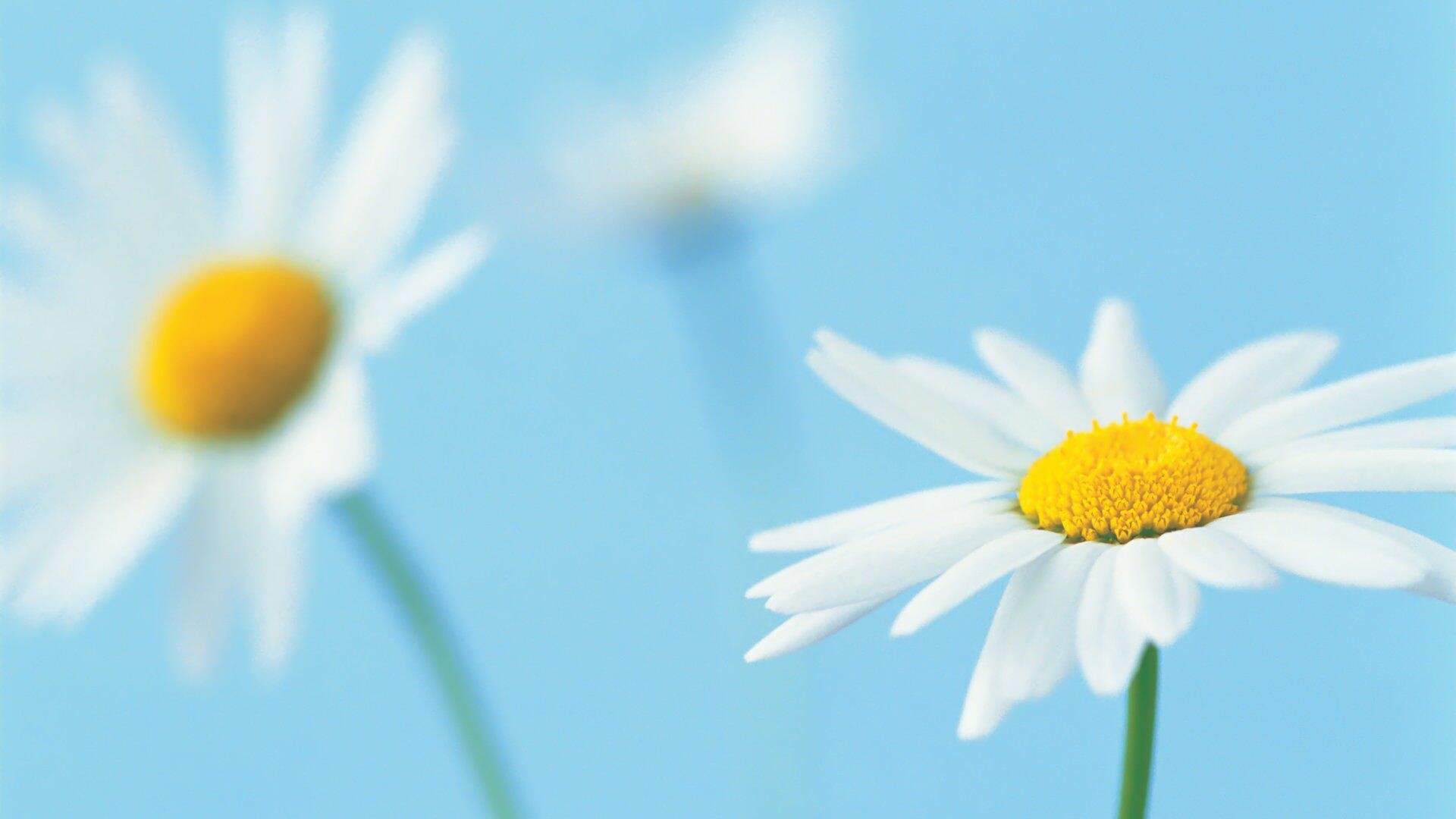 Daisy beauty, Captivating floral, Free download, Stunning wallpaper, 1920x1080 Full HD Desktop