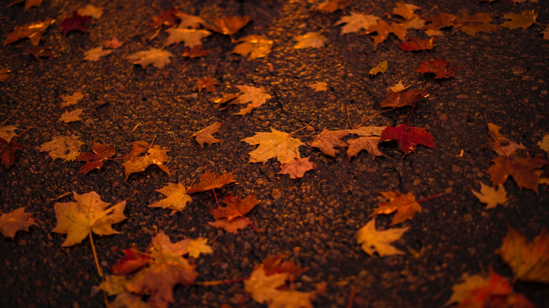 Autumn leaf, Maple delight, Warm hues, Natural backdrop, 1920x1080 Full HD Desktop