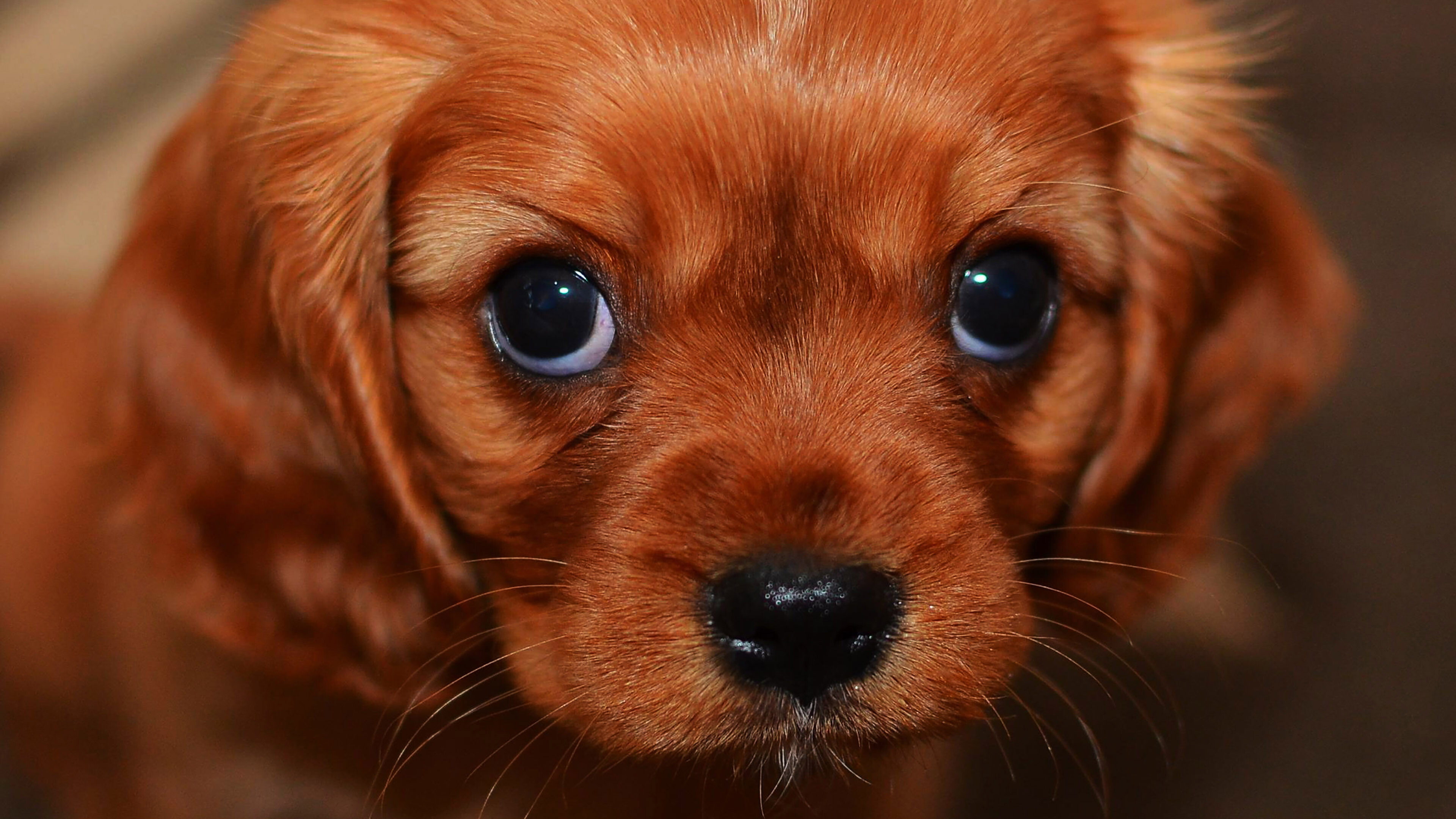 Cute puppy wallpaper, Adorable animal, High-quality wallpaper, Cute puppy, 3840x2160 4K Desktop