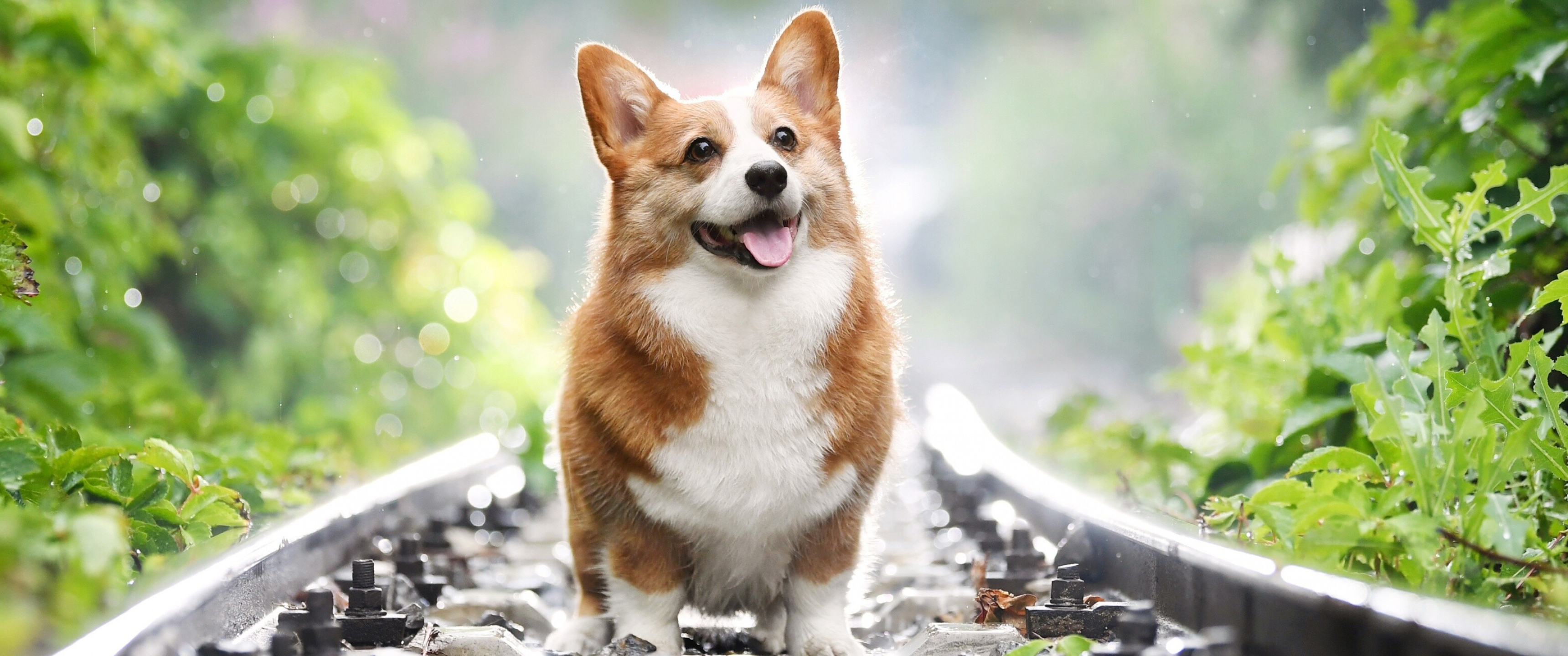 Corgi, Ultra HD background, 4K wallpaper, 3440x1440 Dual Screen Desktop