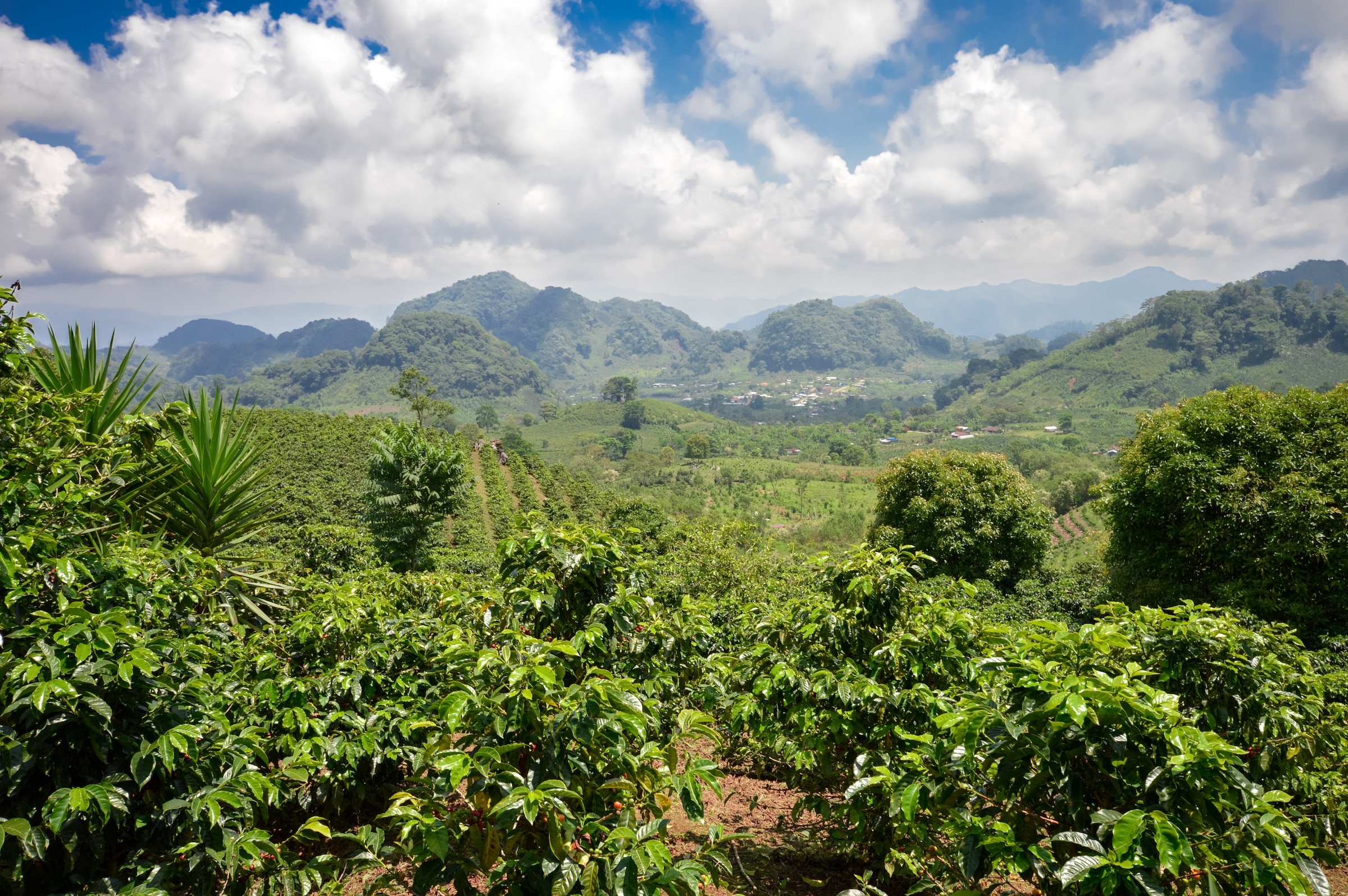 Coffee Plantations, Honduras Wallpaper, 2400x1600 HD Desktop