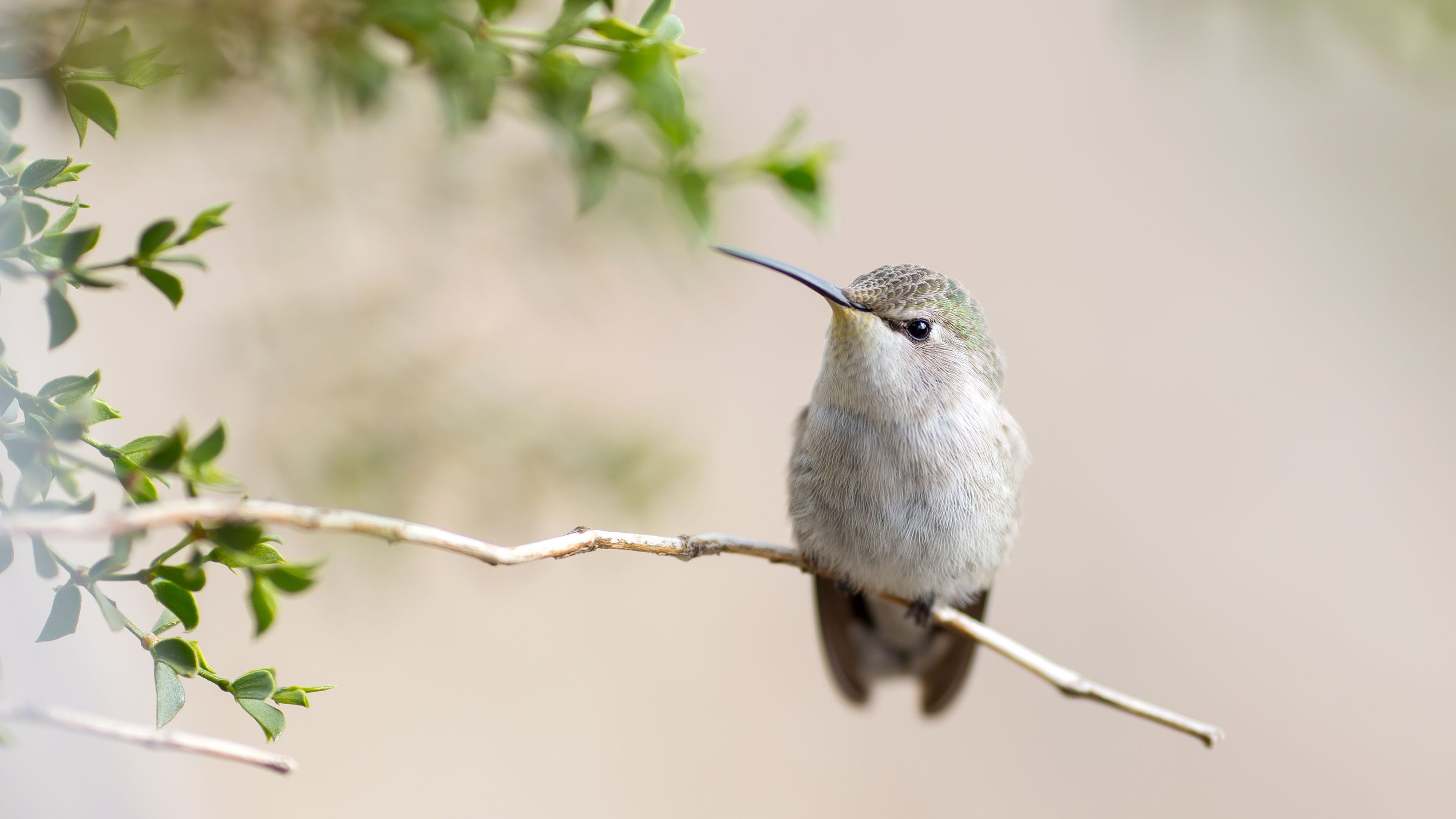 Oasis Hummingbird, Hummingbirds Wallpaper, 3840x2160 4K Desktop