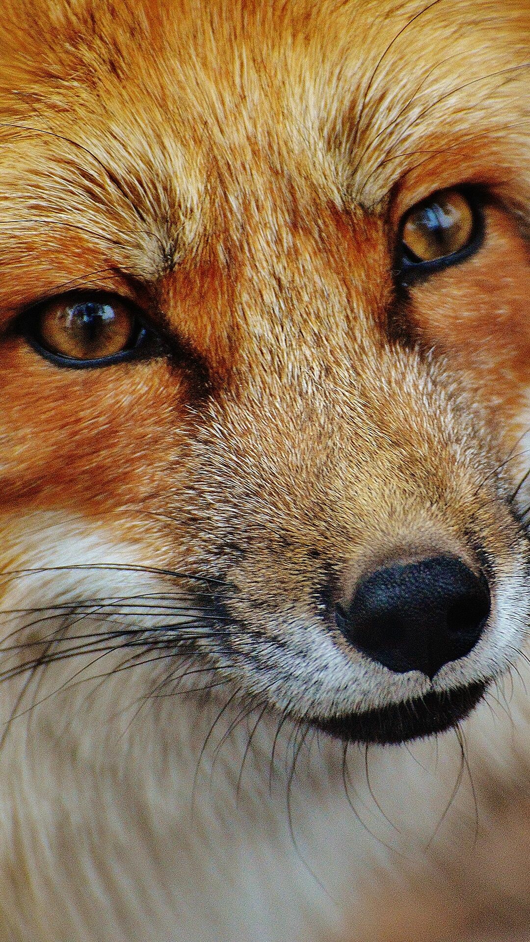 Close-up, Foxes Wallpaper, 1080x1920 Full HD Phone