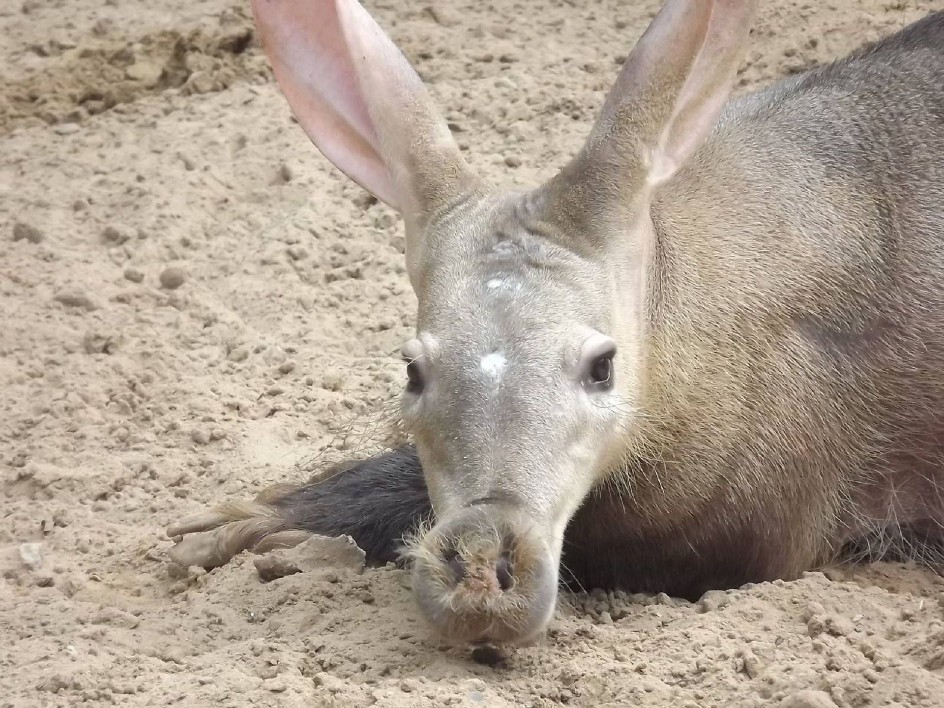 Aardvark on phone and desktop, Diverse aardvark wallpapers, Aardvark pictures captured beautifully, Aardvark photography, 1920x1440 HD Desktop