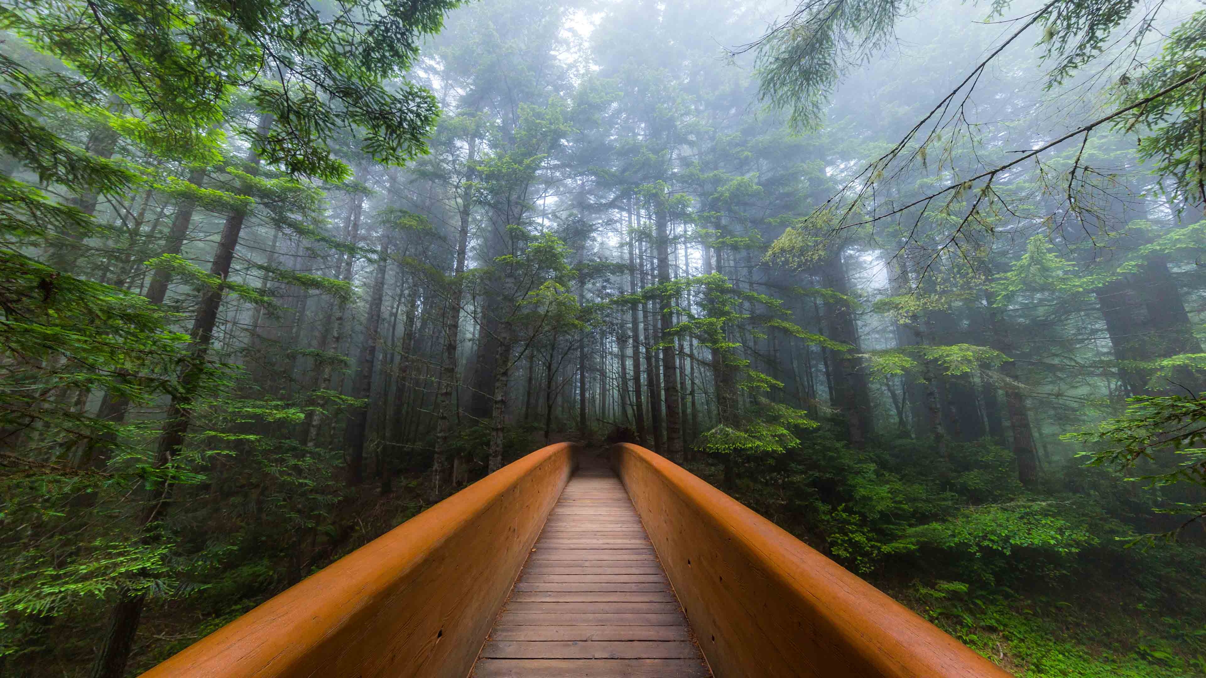 Lady Bird Johnson Grove, Trail of wonders, Nature's paradise, Serene sanctuary, 3840x2160 4K Desktop