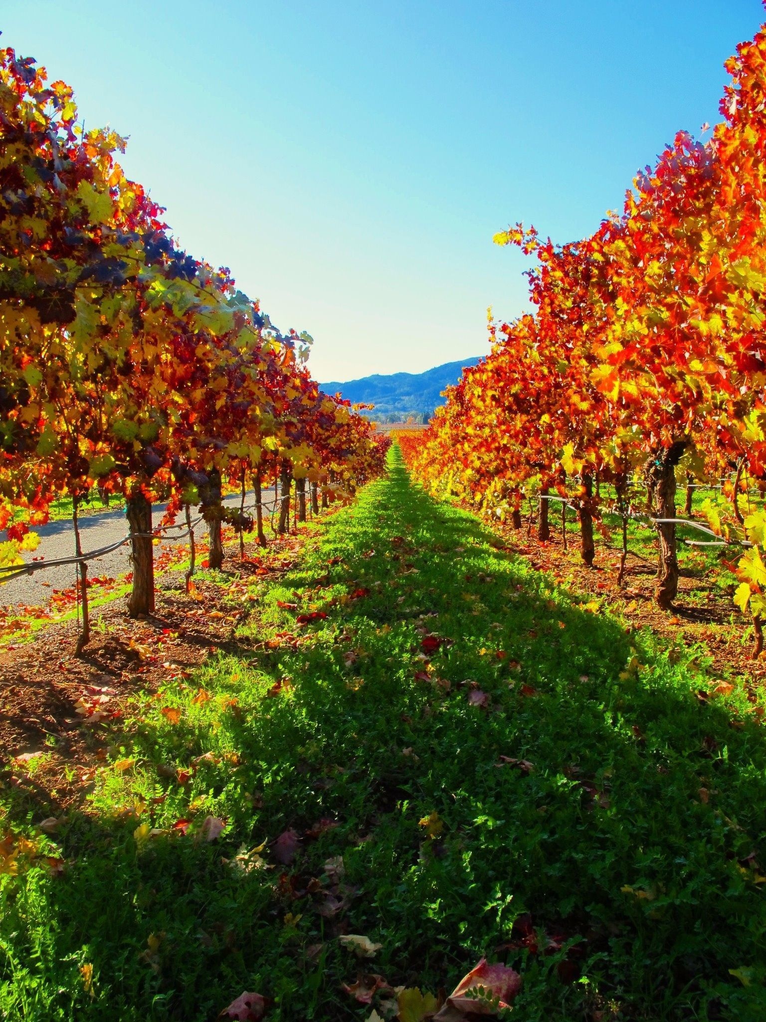 Napa Valley, Napa California, Top free Napa California, HD backgrounds, 1540x2050 HD Phone