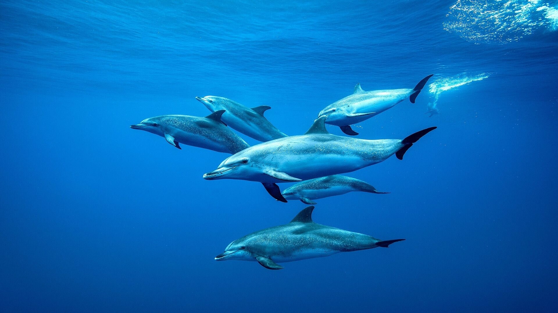 A pod of dolphins, Dolphins Wallpaper, 1920x1080 Full HD Desktop