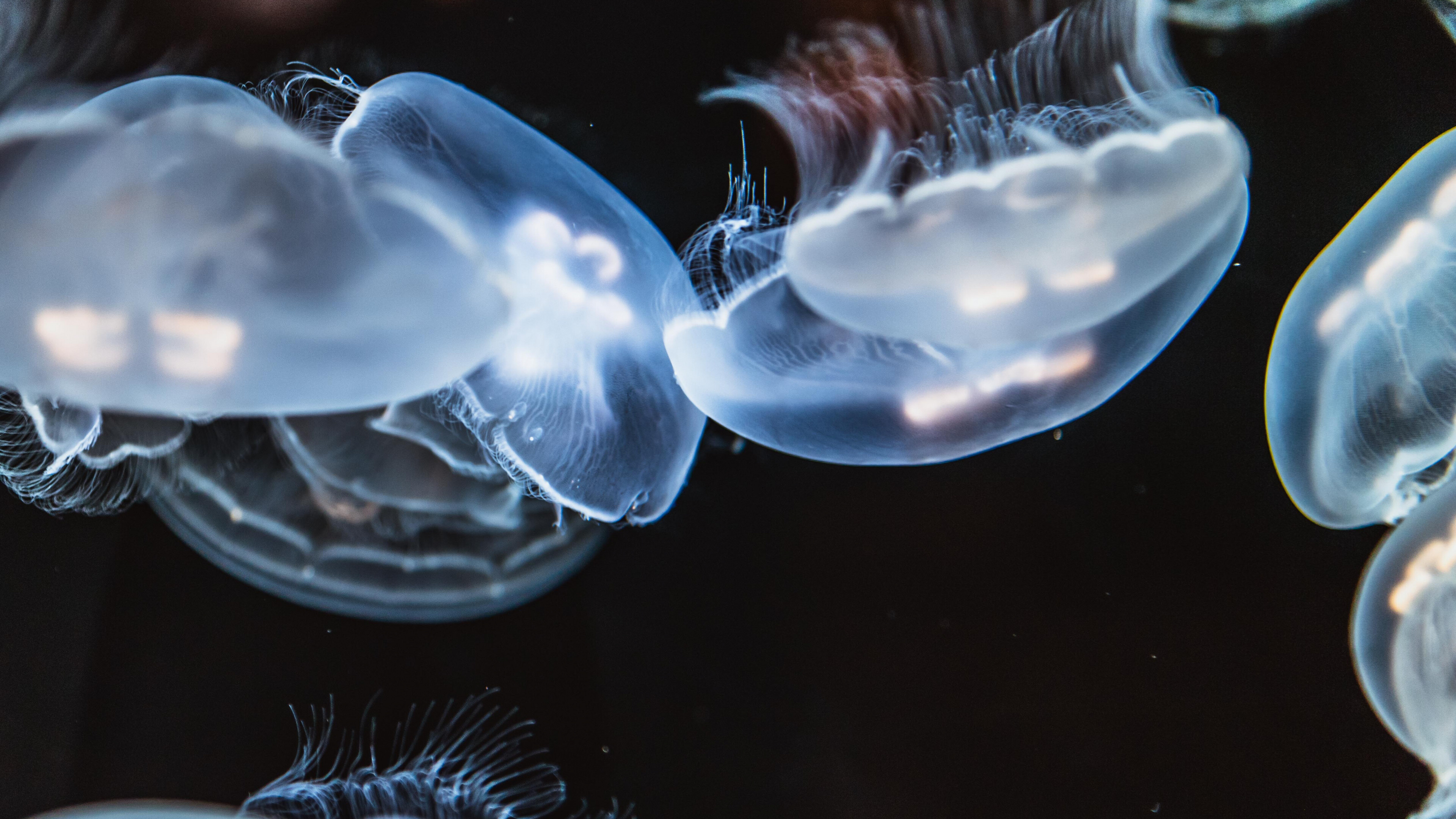 Jellyfish glow, Close-up view, Immersive wallpaper, Aquatic life, 3840x2160 4K Desktop