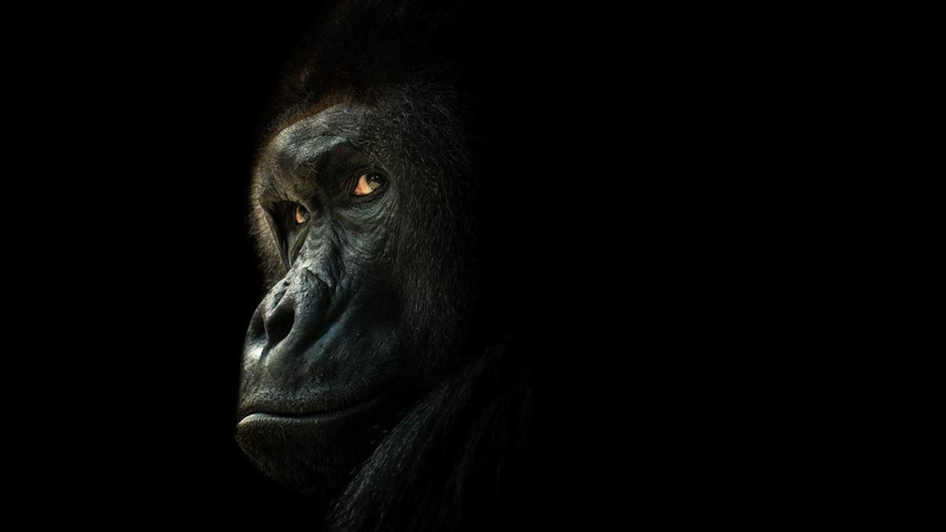 Gorilla close-up, Attention-grabbing wallpaper, Detailed features, Nature's wonder, 1920x1080 Full HD Desktop