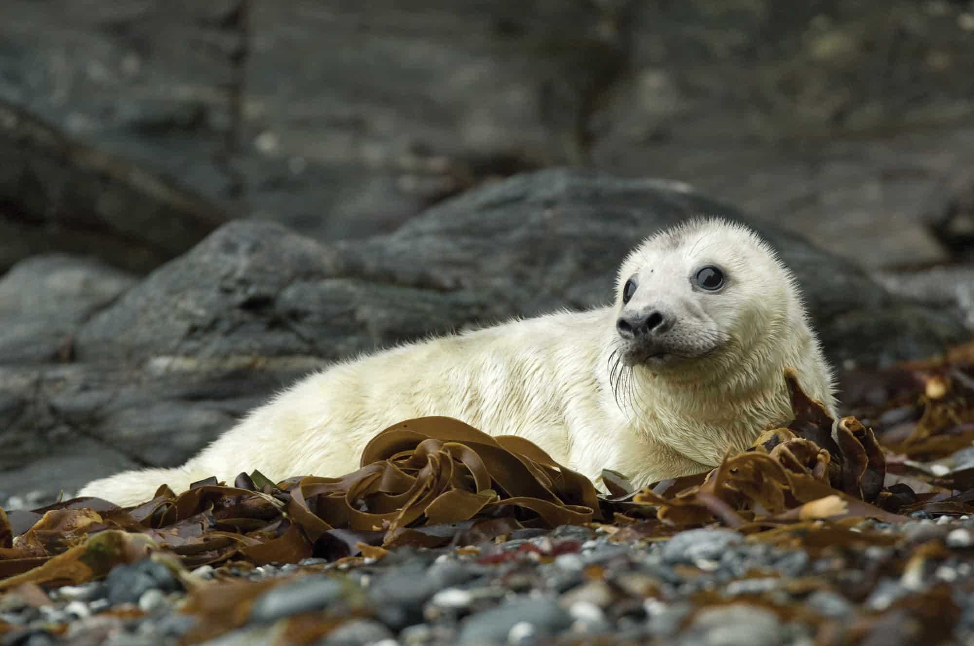 Marine life rescue, British divers' mission, Protecting seals, Conservation efforts, 2000x1330 HD Desktop