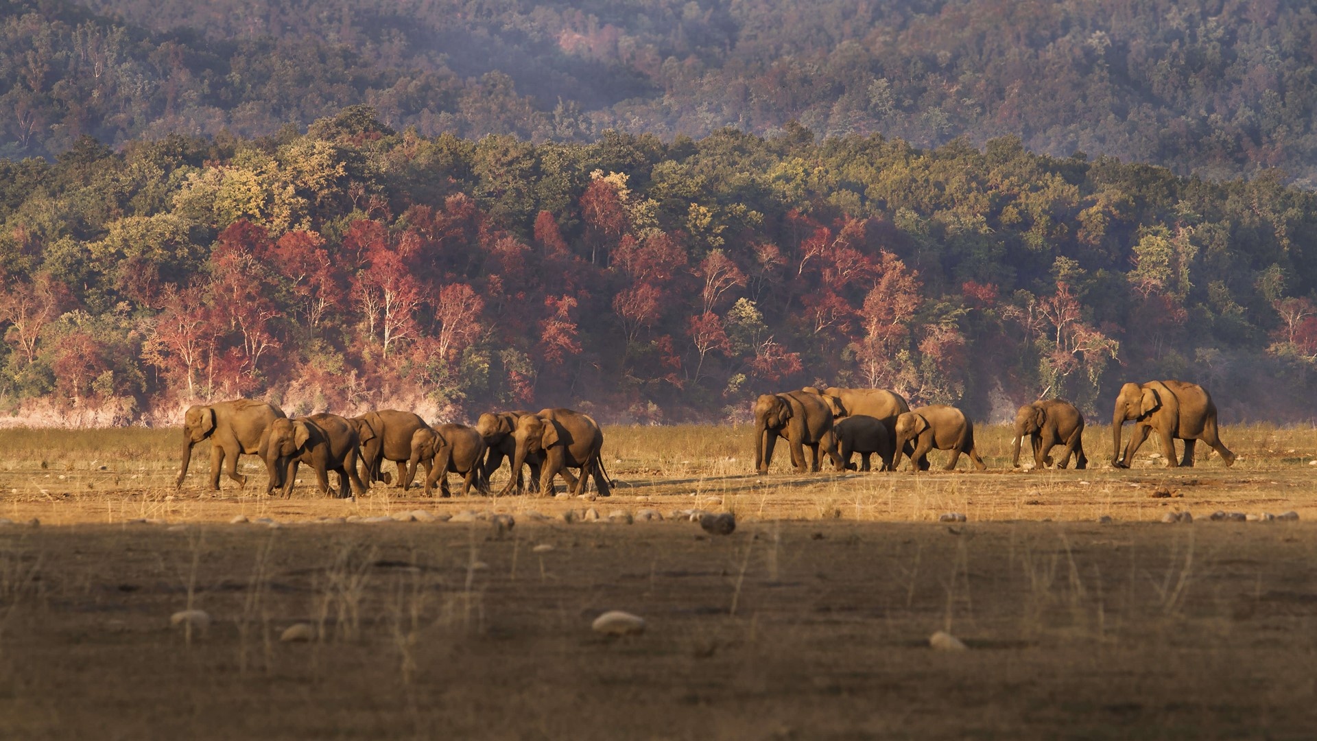 Jim Corbett National Park, Wildlife sanctuary, Jungles of India, Microsoft wallpapers, 1920x1080 Full HD Desktop