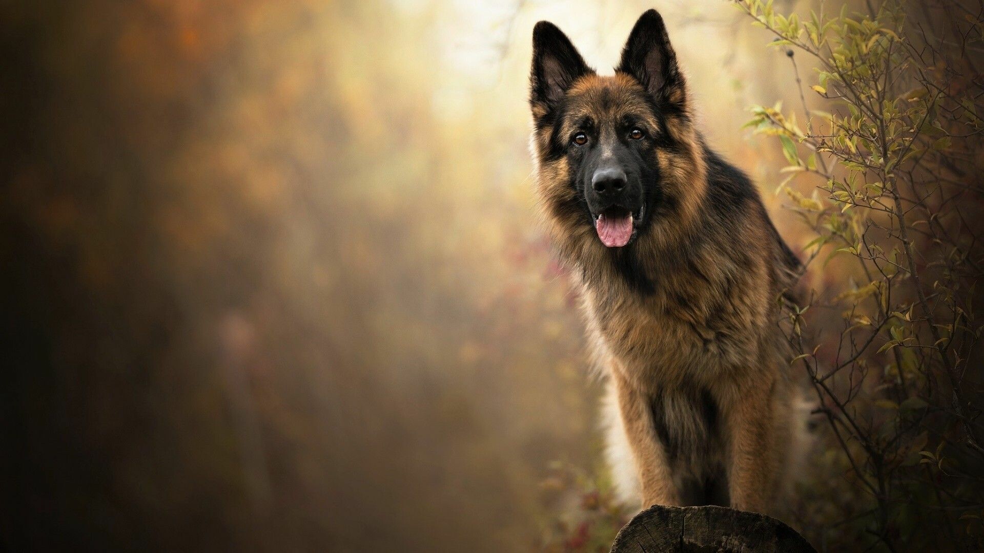 German Shepherd, Loyalty, Energetic, Intelligent, 1920x1080 Full HD Desktop