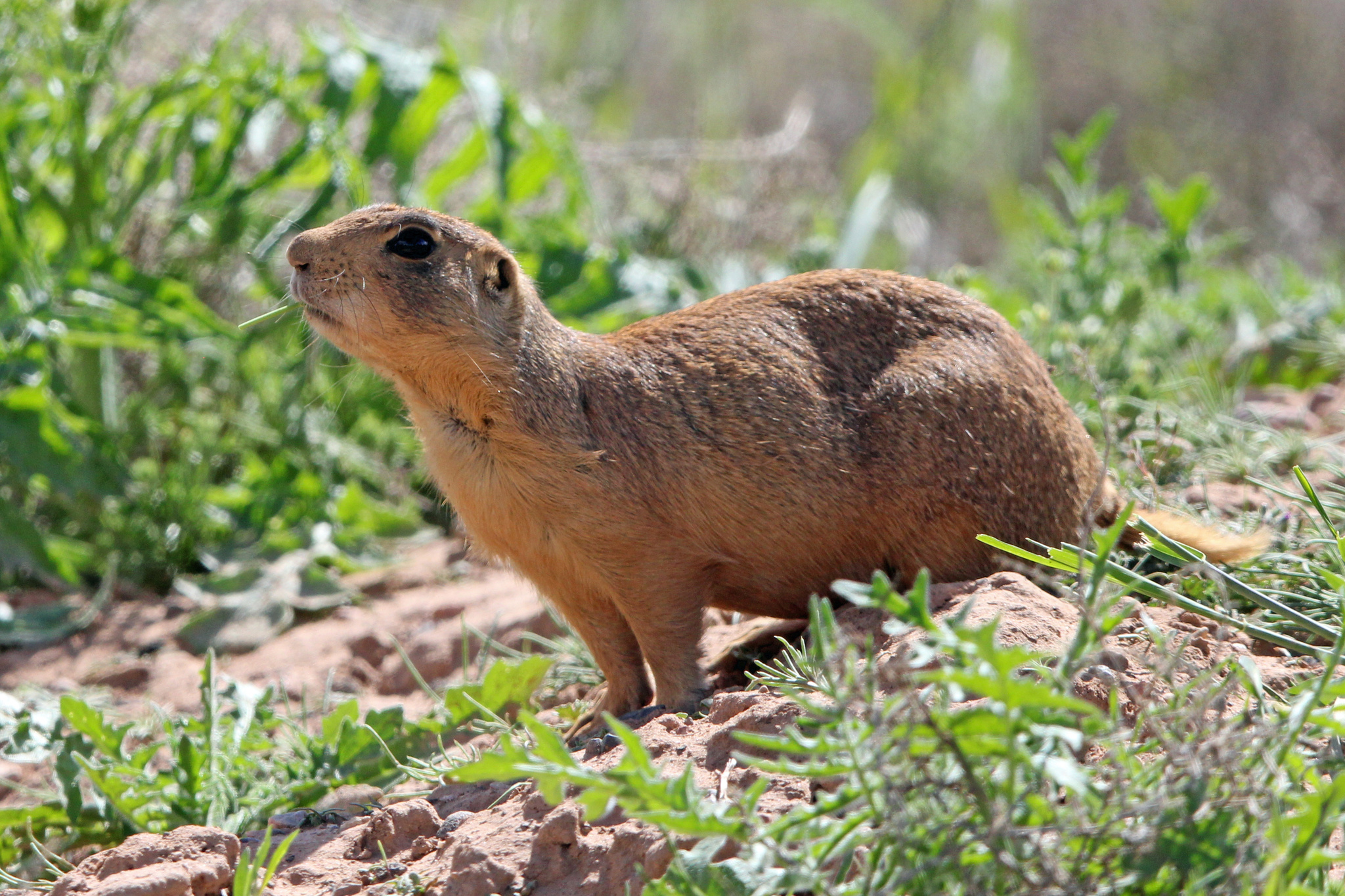 Utah Prairie Dog, Unique species, Native to Utah, Wildlife observation, 2050x1370 HD Desktop