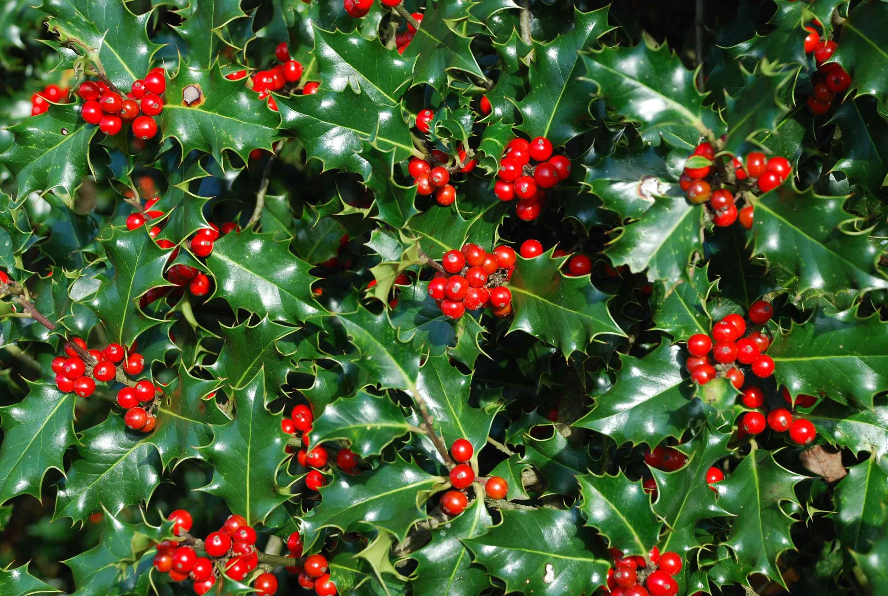 Berries, Holly Tree Wallpaper, 2900x1950 HD Desktop