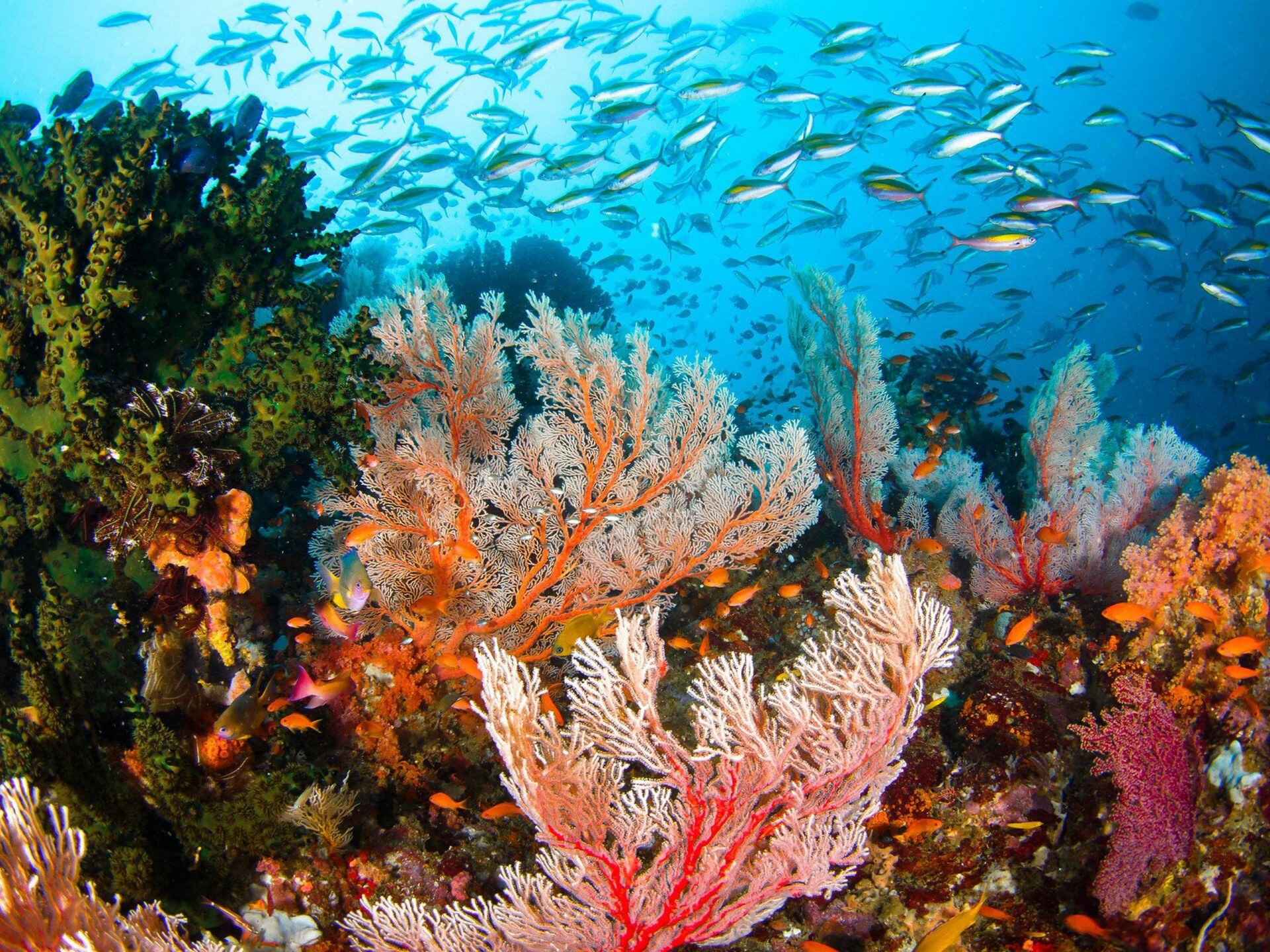 Life on the reef, Underwater world, Flock of fish, HD wallpapers, 1920x1440 HD Desktop