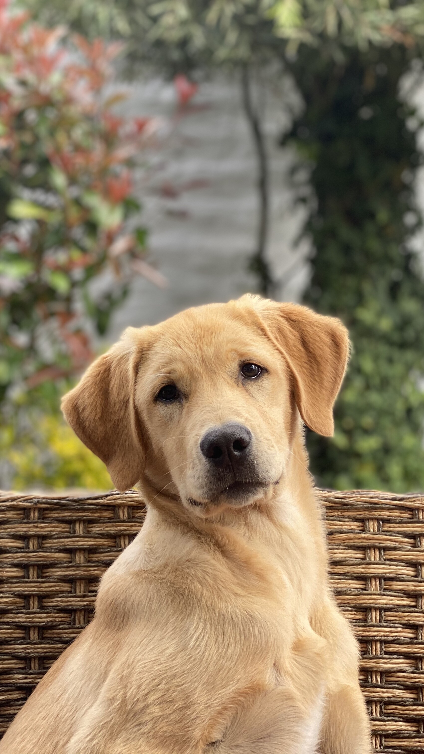 Golden, Labrador Retrievers Wallpaper, 1700x3030 HD Phone