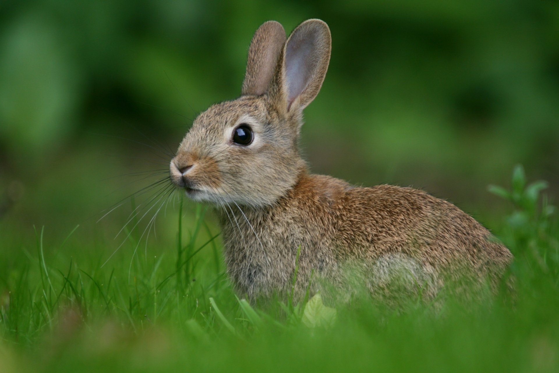 Artistic hare design, Wallpaper artwork, Nature-inspired graphics, Visual appeal, 1920x1280 HD Desktop