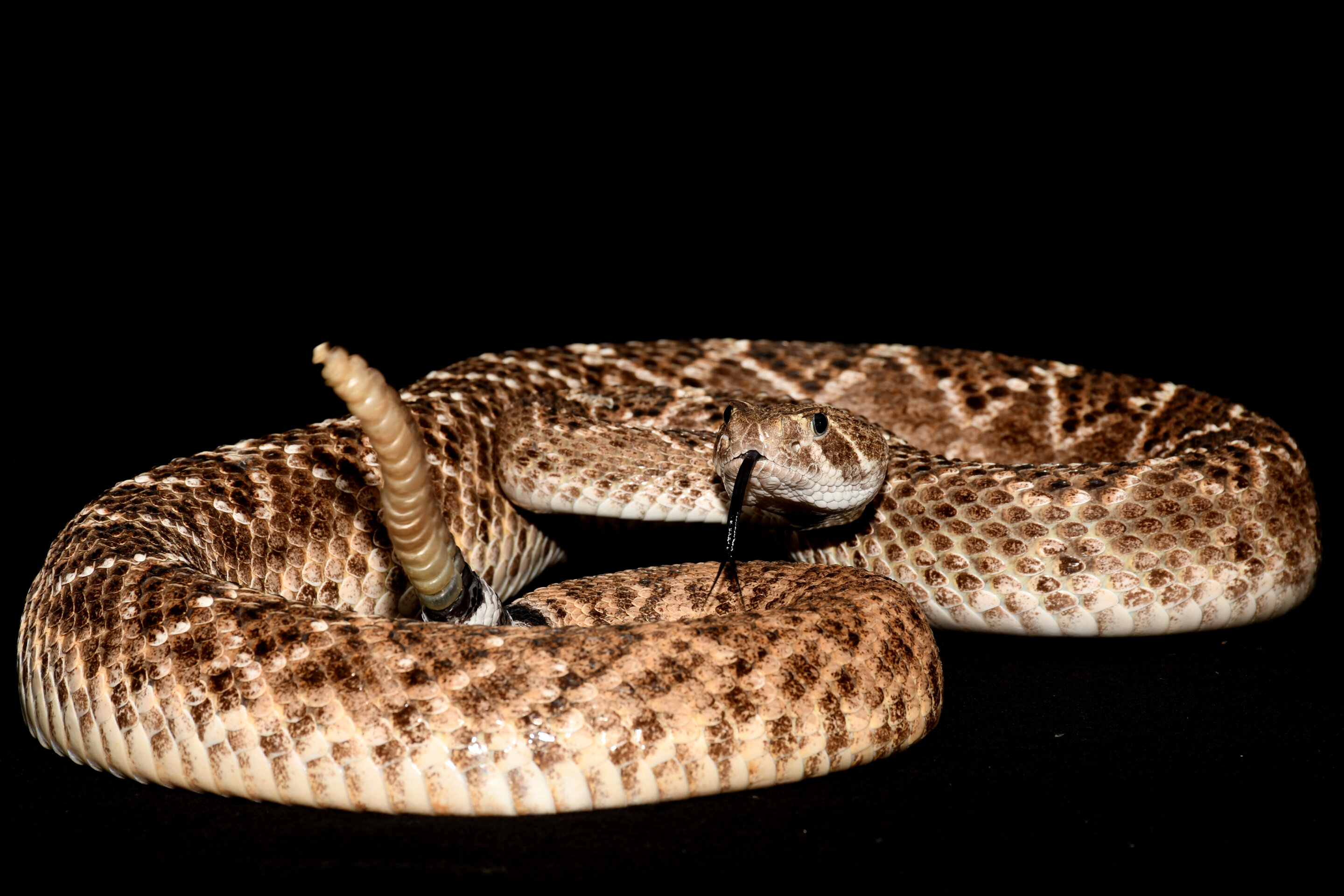 The western diamondback, Rattlesnake Wallpaper, 2880x1920 HD Desktop