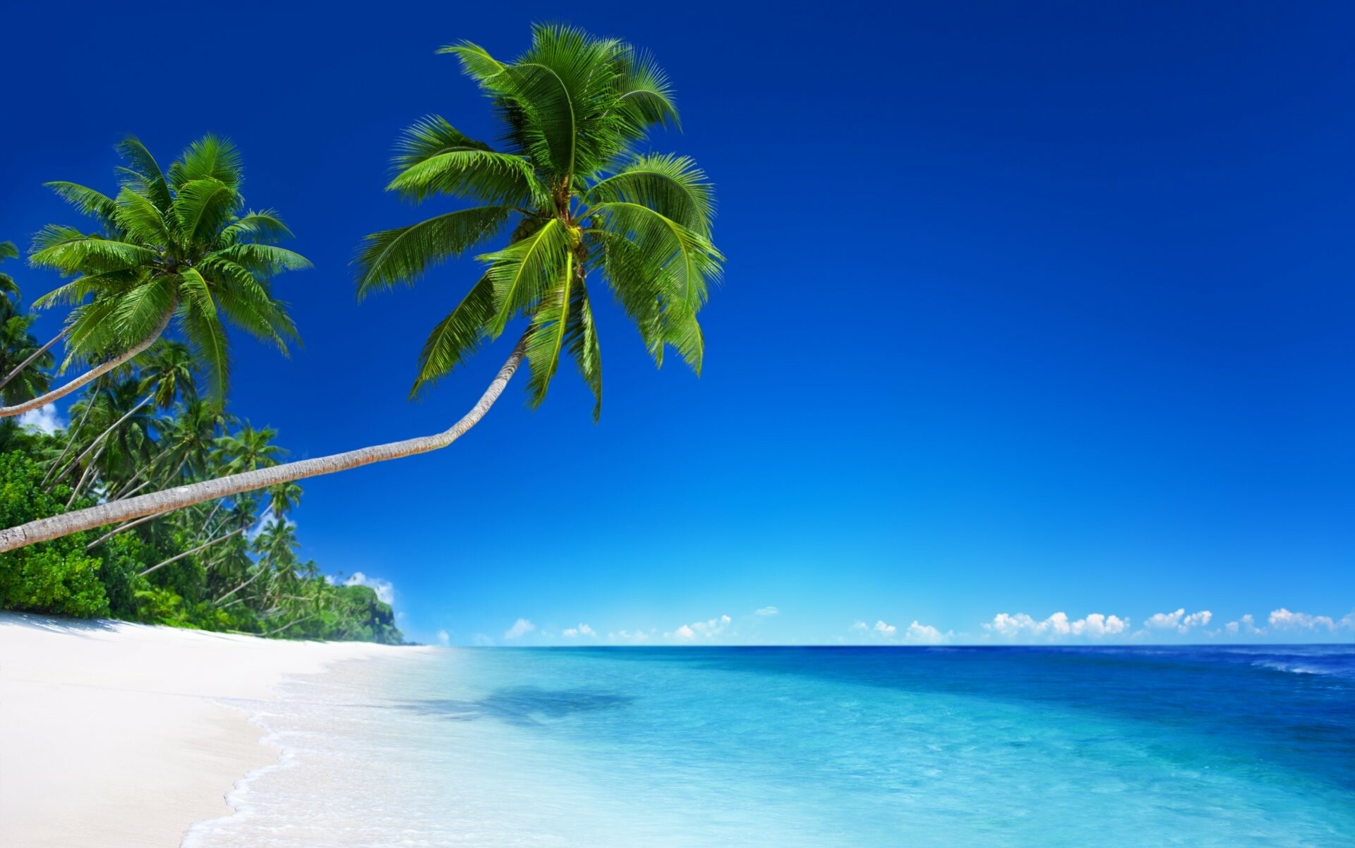 4K ultra HD palm tree, Nature's wonders, Tropical bliss, Majestic ambiance, 1920x1210 HD Desktop