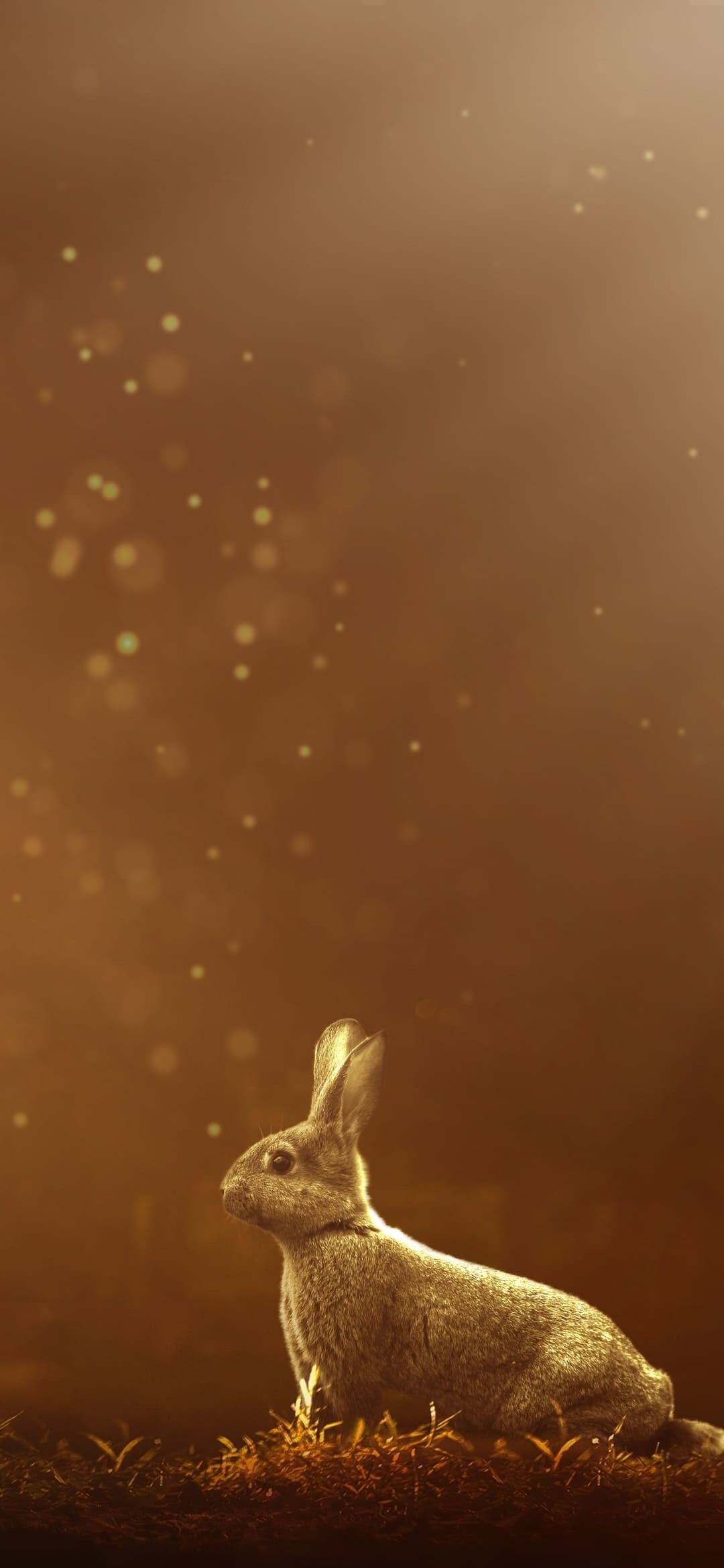 Top-notch rabbit wallpaper, Best bunny backdrop, Fur and whiskers, Wallpaper wonder, 1080x2340 HD Phone