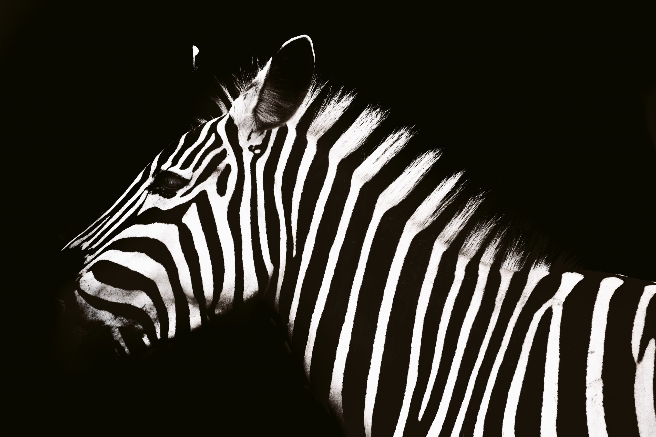 Unicorn and zebra comparison, Startups embracing diversity, Zebras as unique entities, Business analogy, 2560x1710 HD Desktop