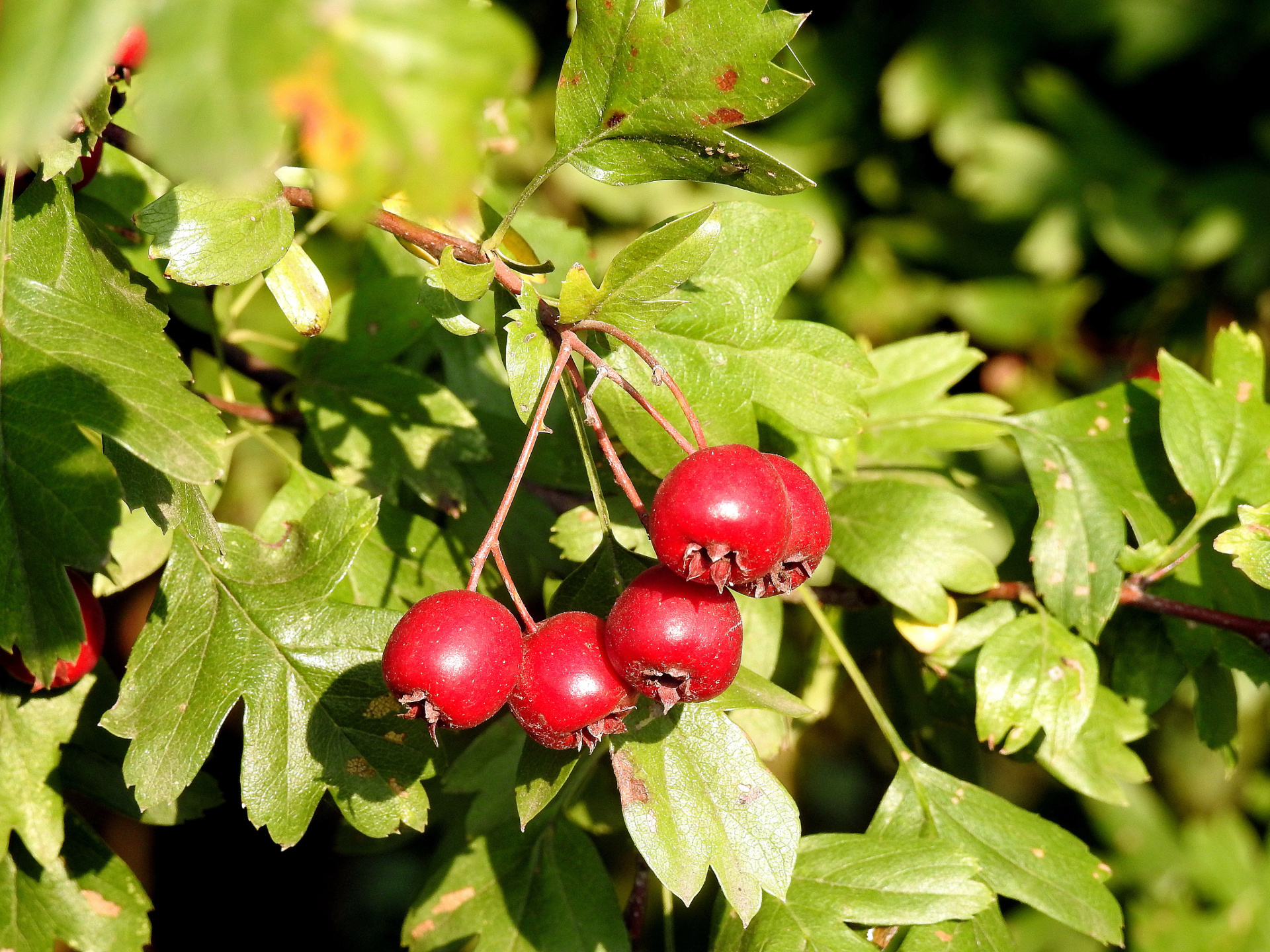 Hawthorn Tree Nature, Essbares Aus Wald, Wiese Sanddorn, Weidorn Schlehdorn, 1920x1440 HD Desktop