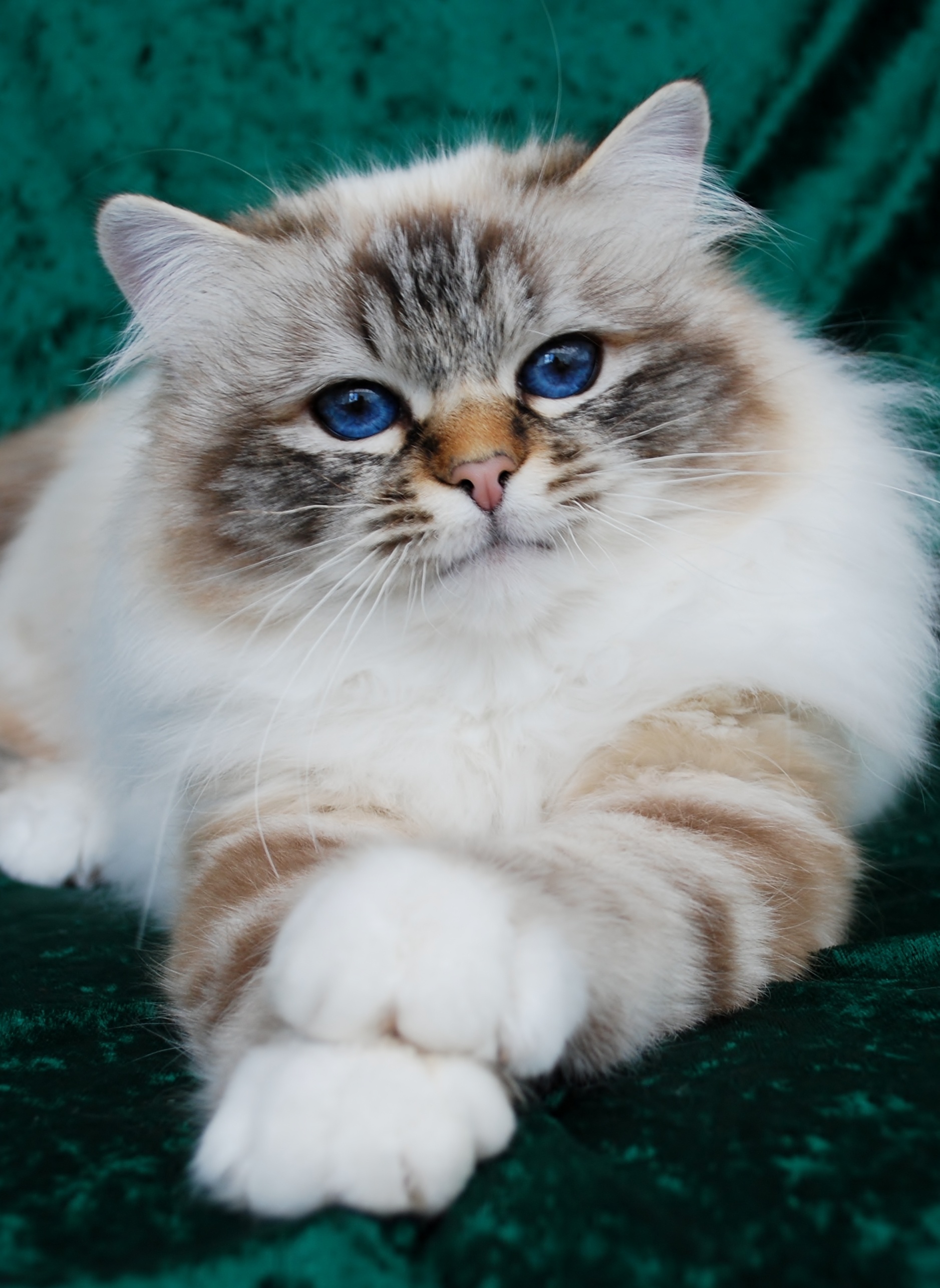 Beautiful Birman cat, Photos and pictures, Birman cat photos, Pictures, 1880x2570 HD Phone