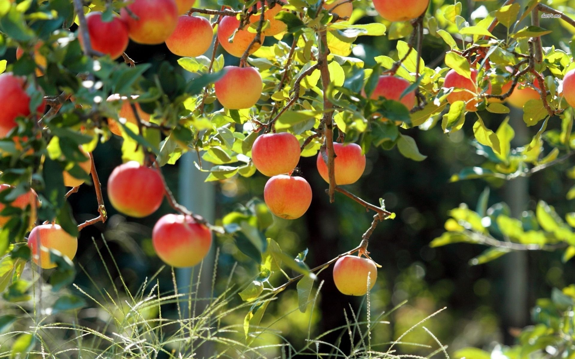 Apple Tree, 72 apple tree wallpaper, Nature, Fruits, 1920x1200 HD Desktop