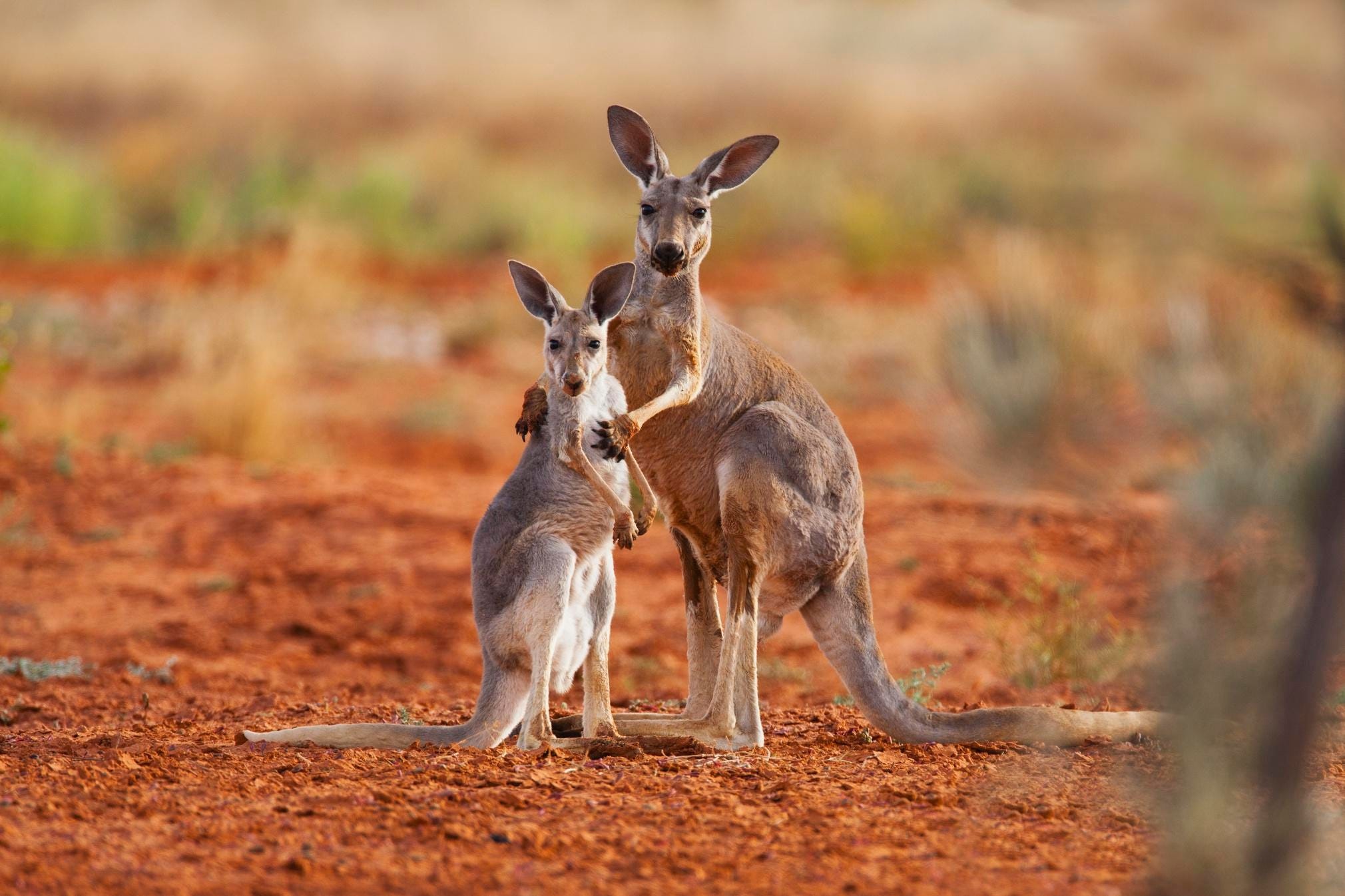 Australian teens charged, Killing 14 kangaroos, Two joeys, 2020x1350 HD Desktop