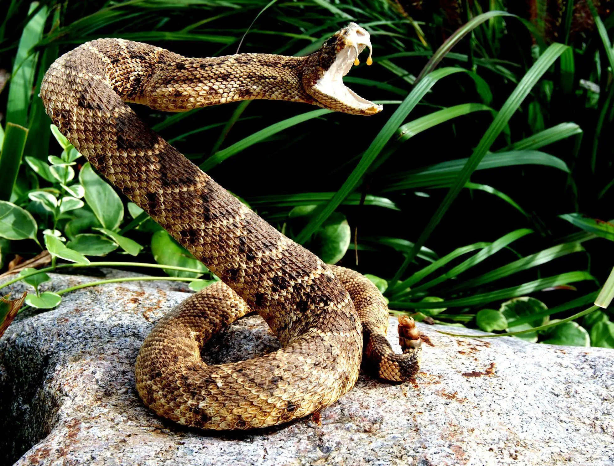 Rattlesnake, Mesmerizing patterns, Camouflaged predator, Nature's masterpiece, 1960x1490 HD Desktop