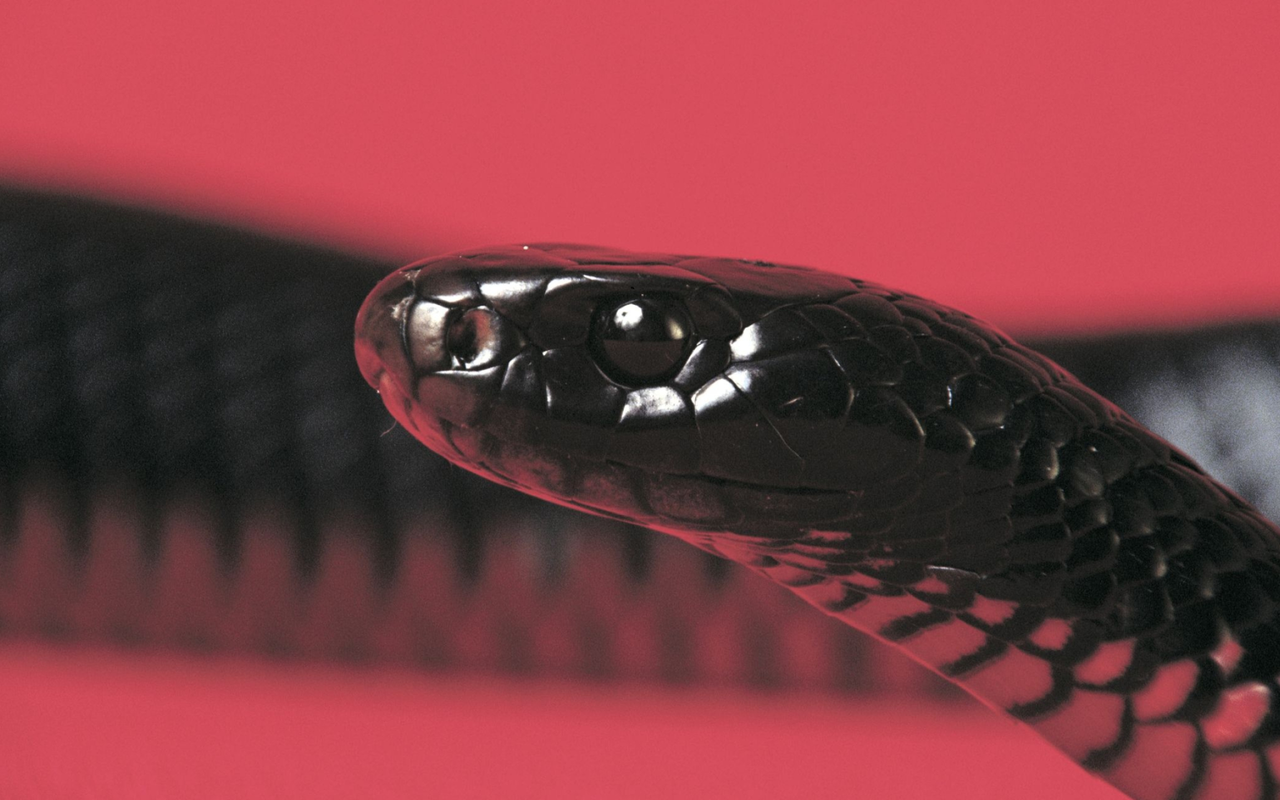 Aesthetic desktop wallpapers, Black snake beauty, Popular backgrounds, Mesmerizing visuals, 2560x1600 HD Desktop