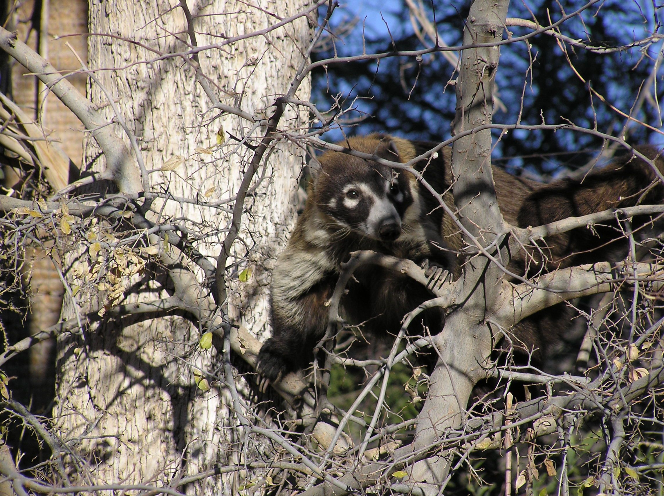 Coati, Desktop backgrounds, Nature, 2290x1720 HD Desktop