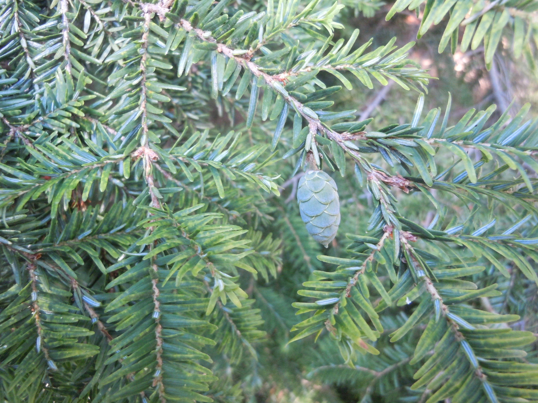 Brown hemlock tree, Growth stimulation, Restoring vitality, Nature's resilience, 2050x1540 HD Desktop