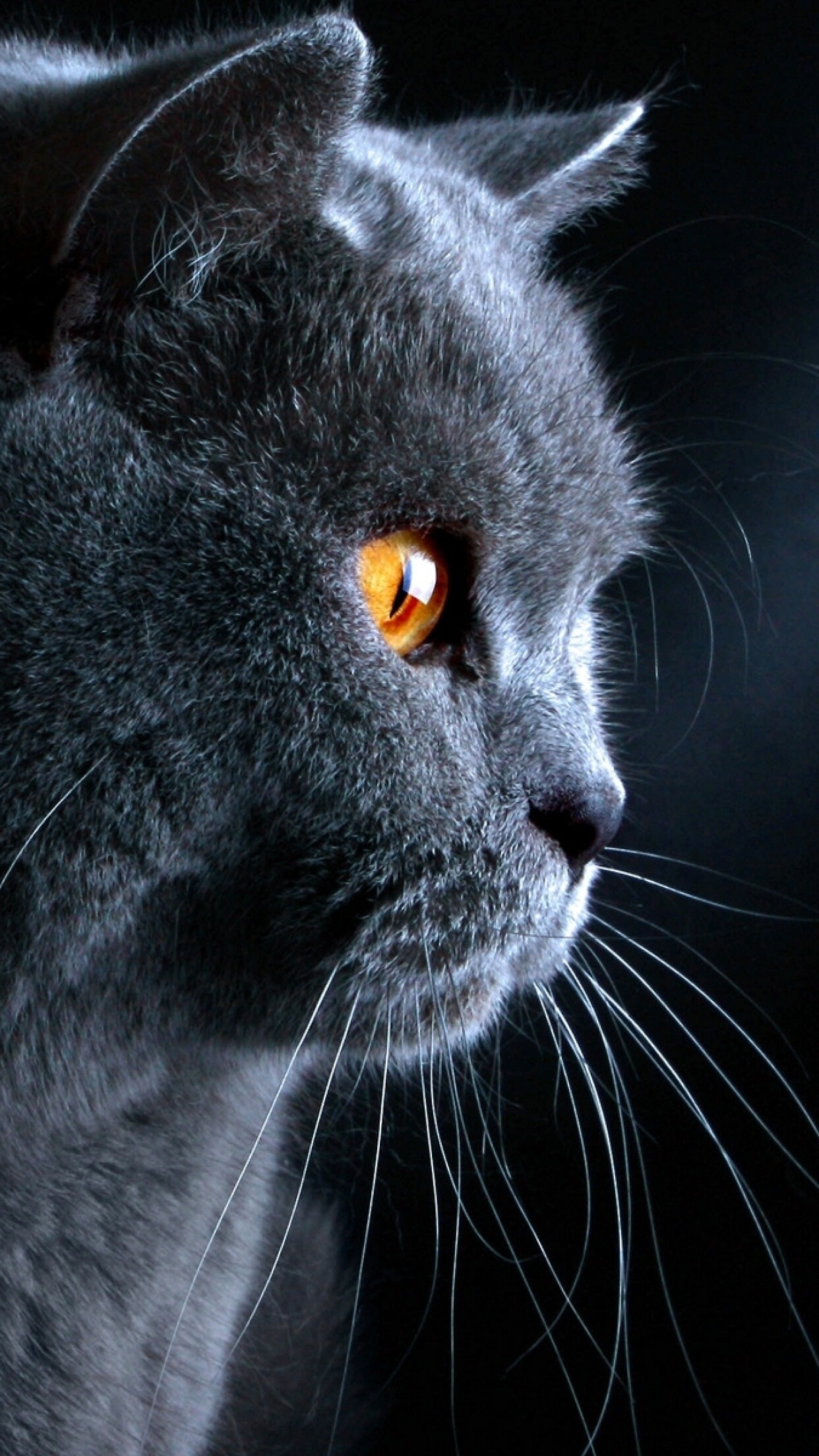 Profile, British Shorthair Wallpaper, 1250x2210 HD Phone