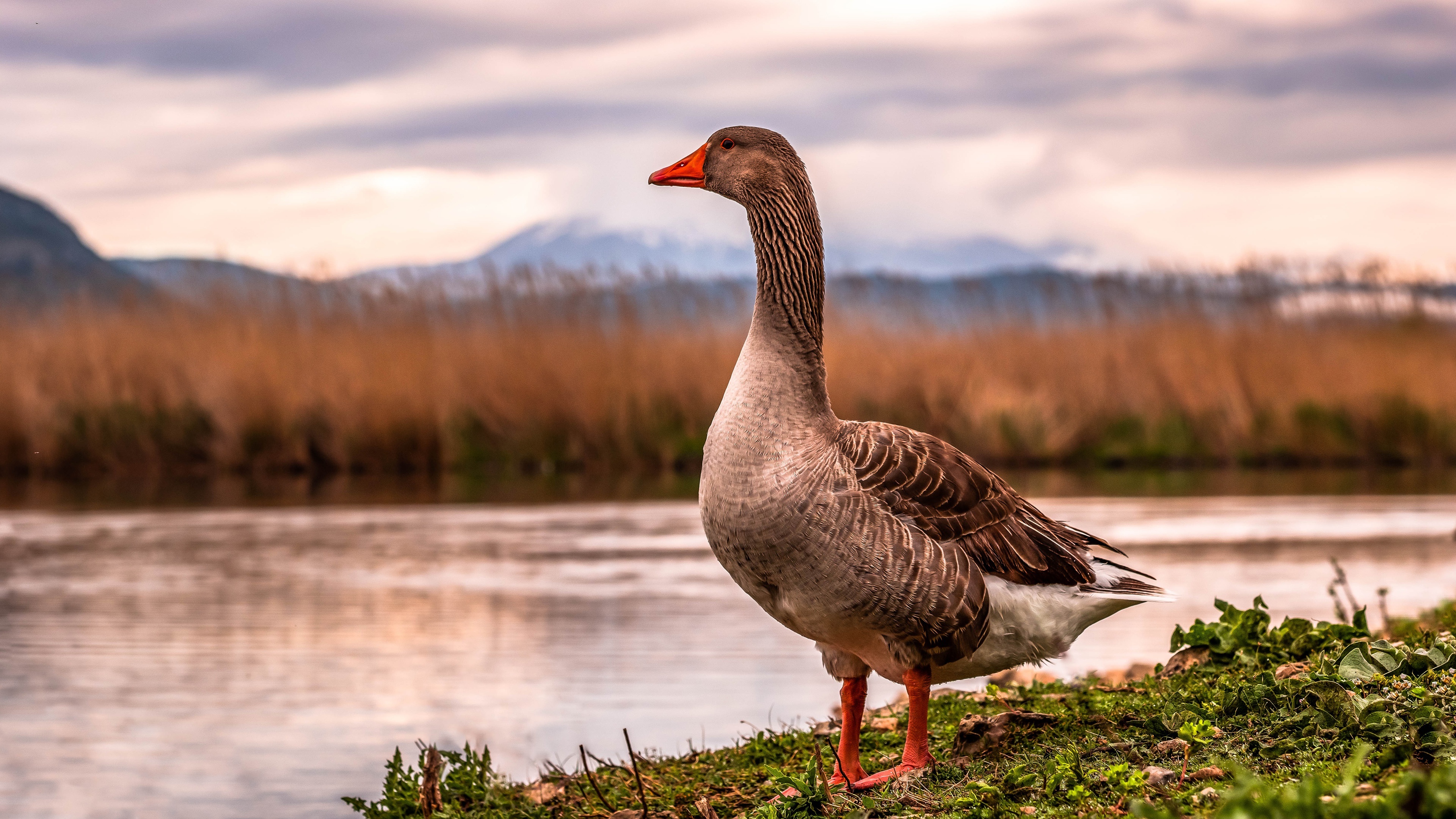 Goose wallpaper, Christopher Thompson's post, Perfect capture, Nature's marvel, 3840x2160 4K Desktop