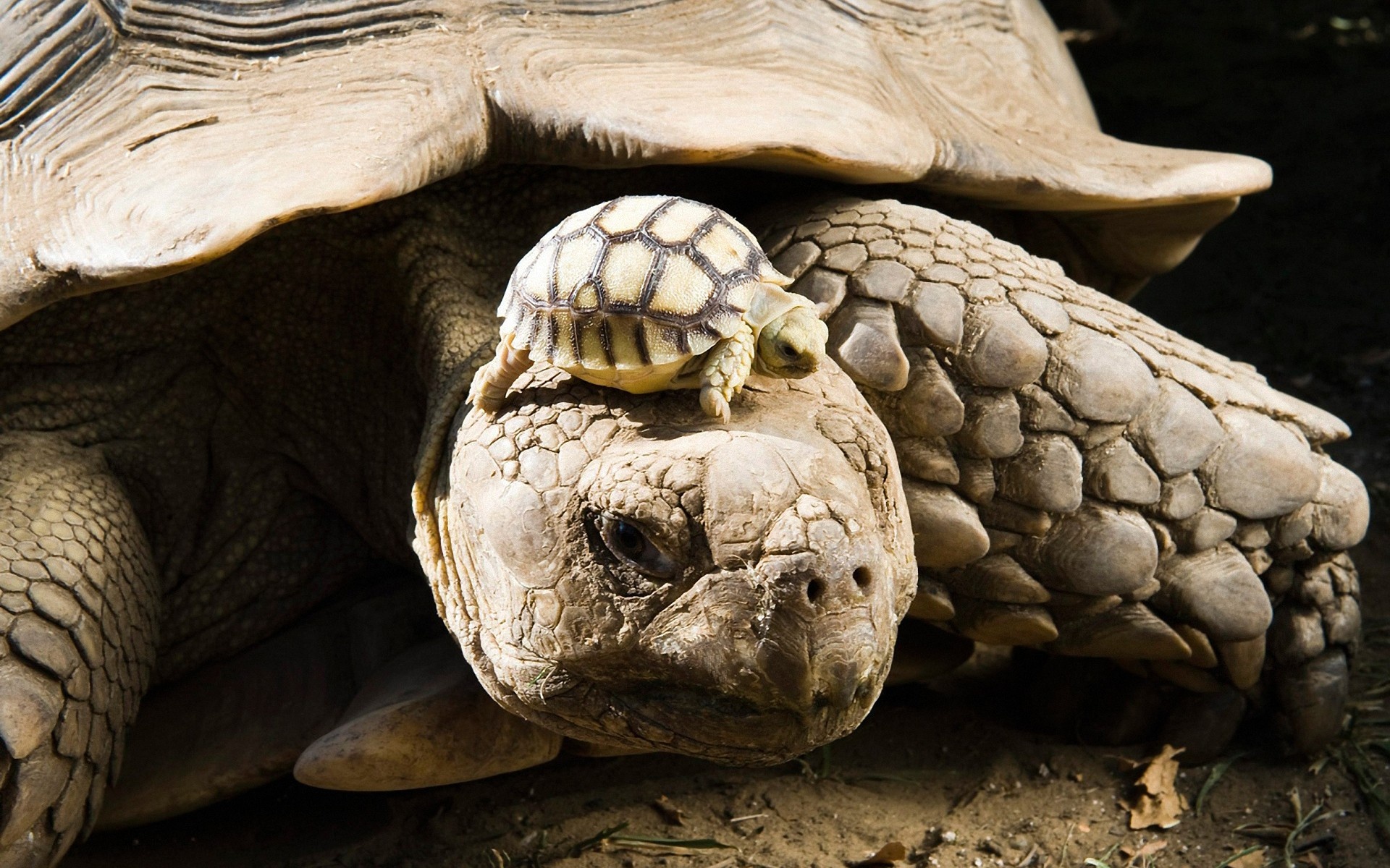 Mother and baby, Aldabra Giant Tortoise Wallpaper, 1920x1200 HD Desktop