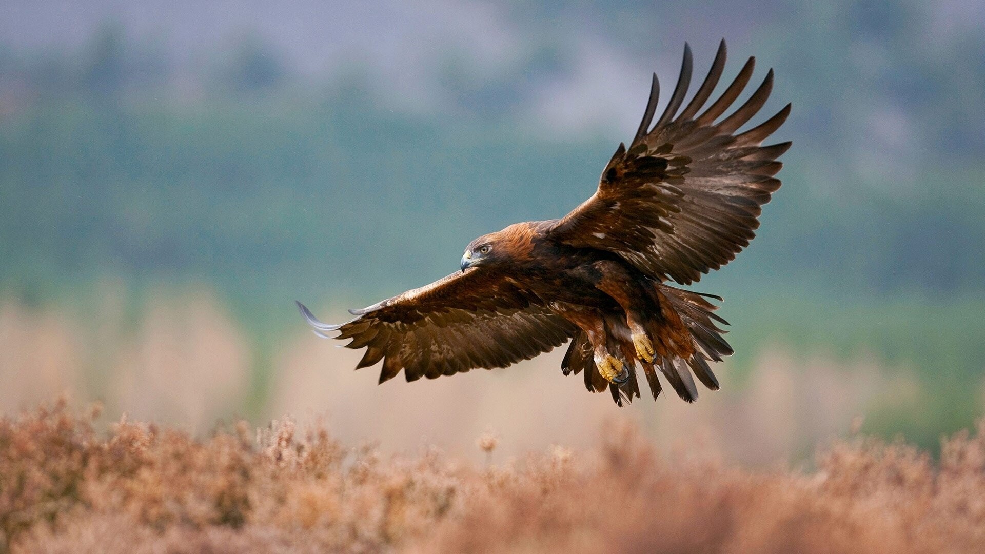 Golden eagle majesty, Stunning background, HD beauty, Regal presence, 1920x1080 Full HD Desktop