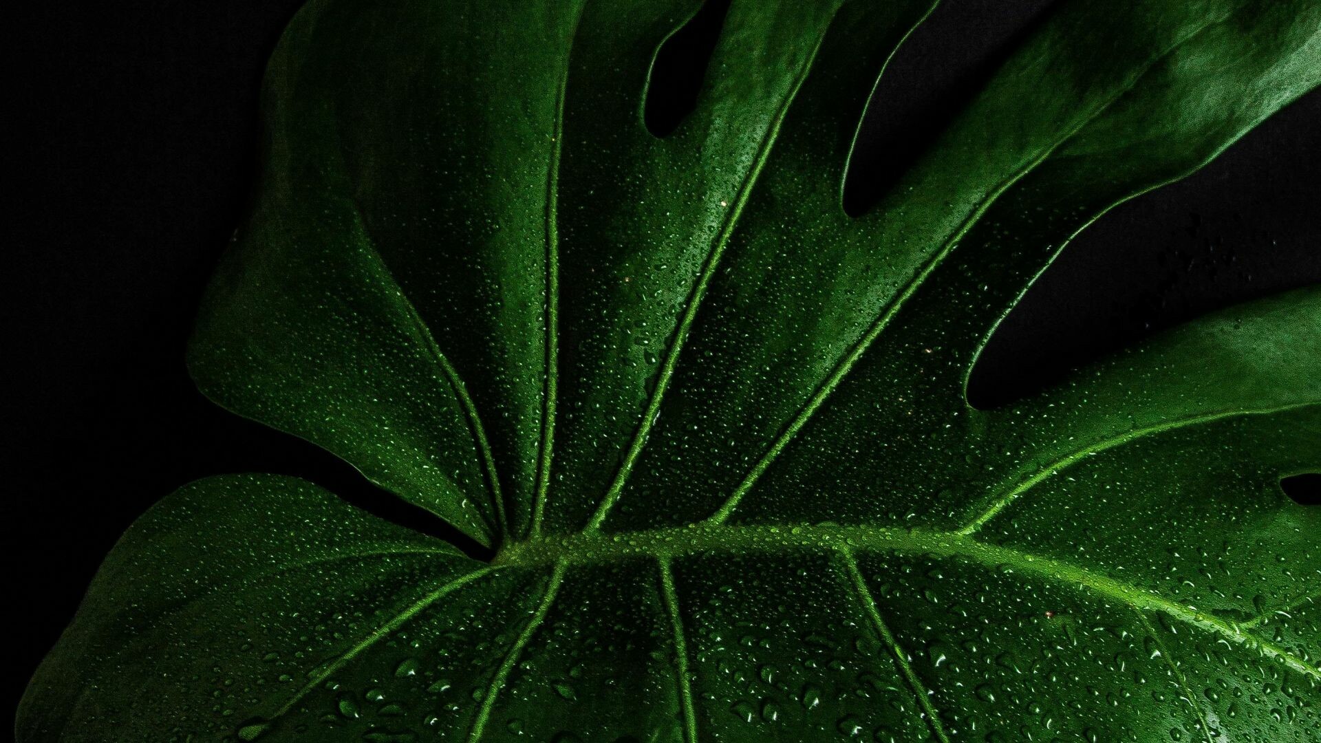 Monstera deliciosa close up, Lush green backdrop, 1920x1080 Full HD Desktop