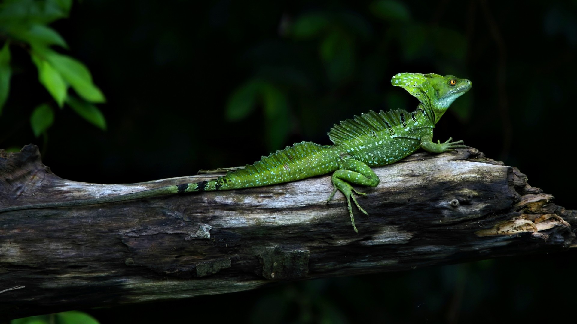 Free lizard wallpaper, 1920x1080 Full HD Desktop