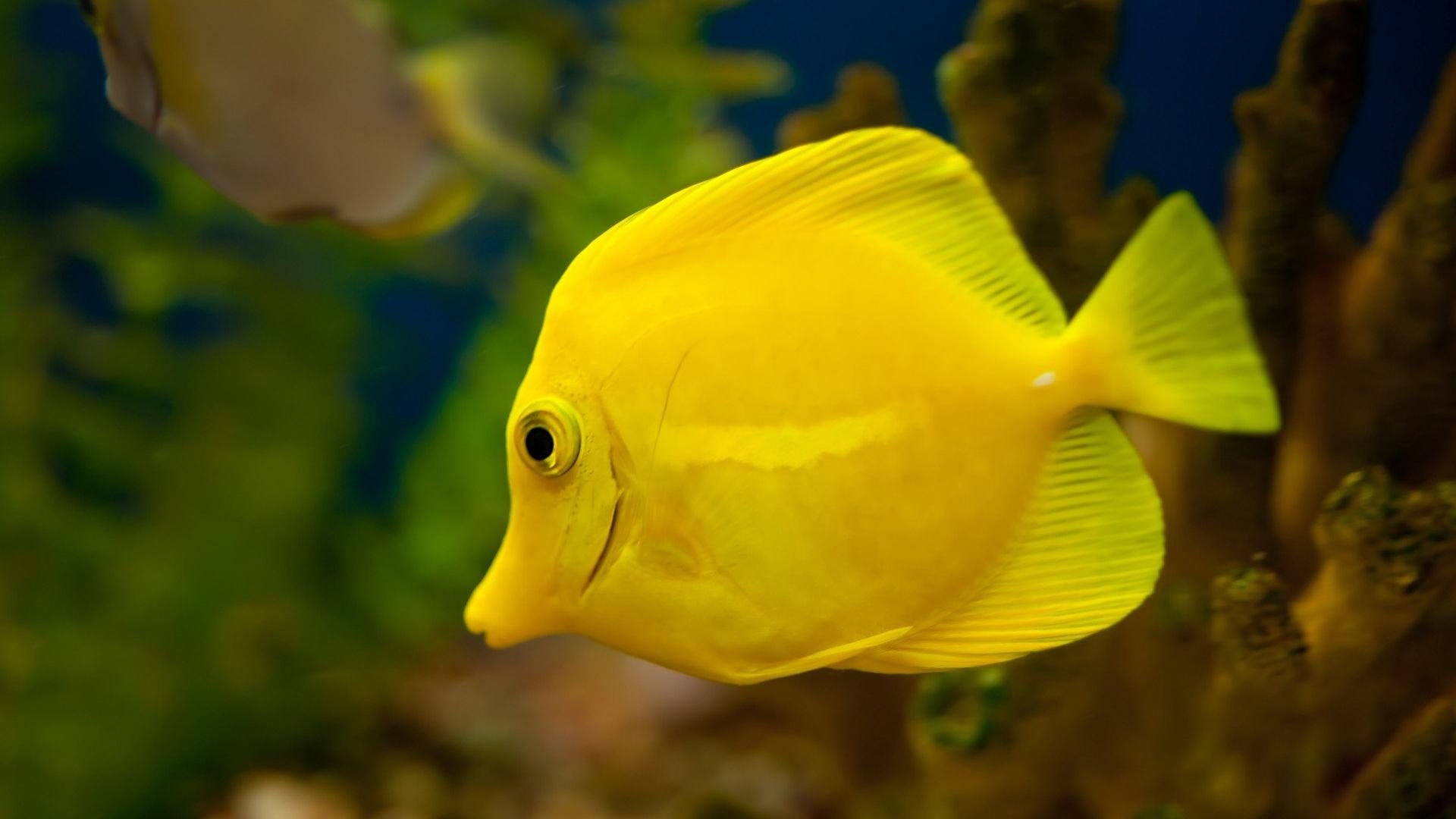 Angelfish, HD Wallpaper, Baltana, Animal, 1920x1080 Full HD Desktop