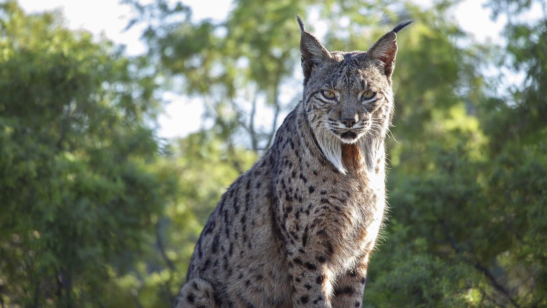 The Iberian, Bobcat (Red Lynx) Wallpaper, 1920x1080 Full HD Desktop