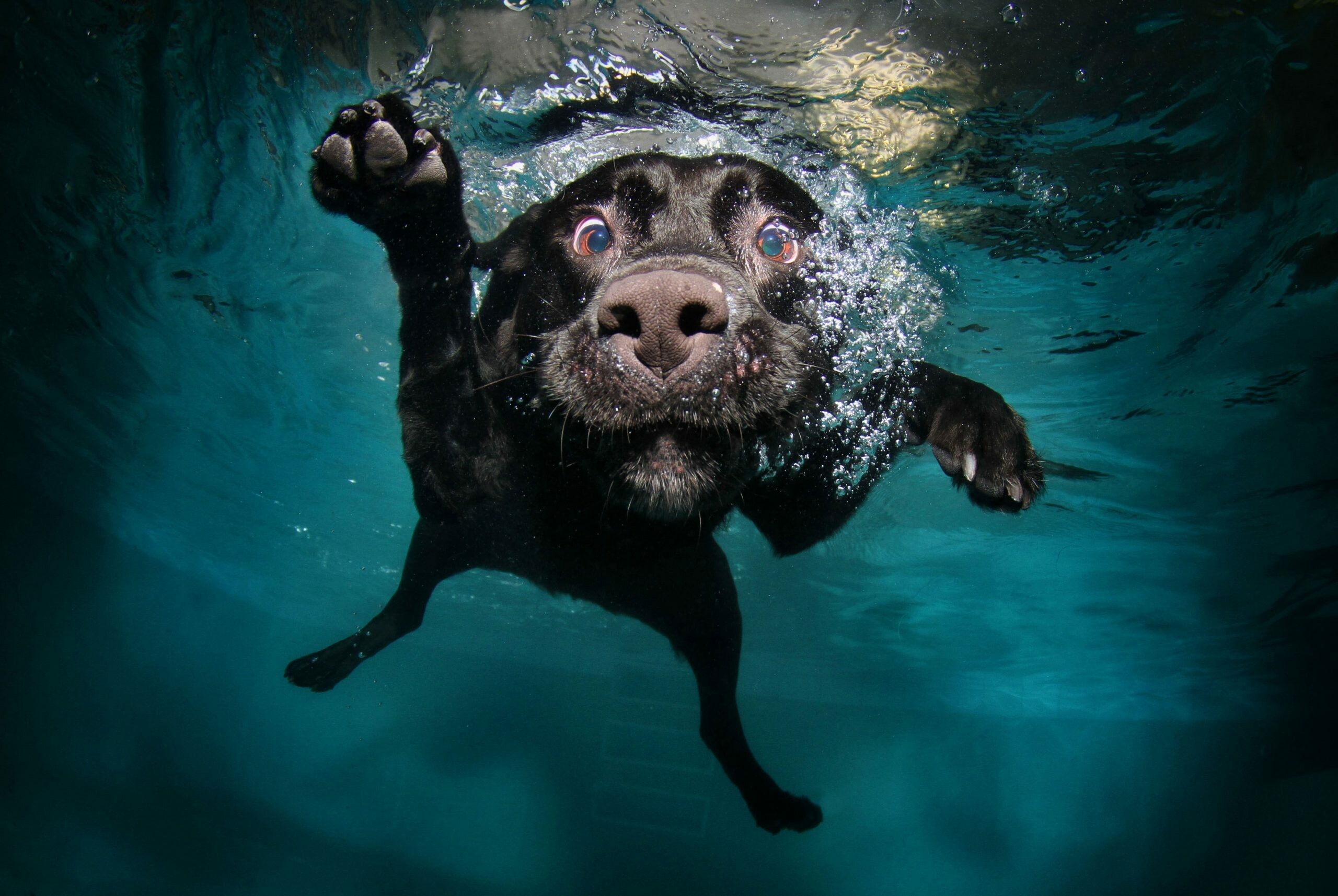 Underwater, Labrador Retriever Wallpaper, 2560x1720 HD Desktop