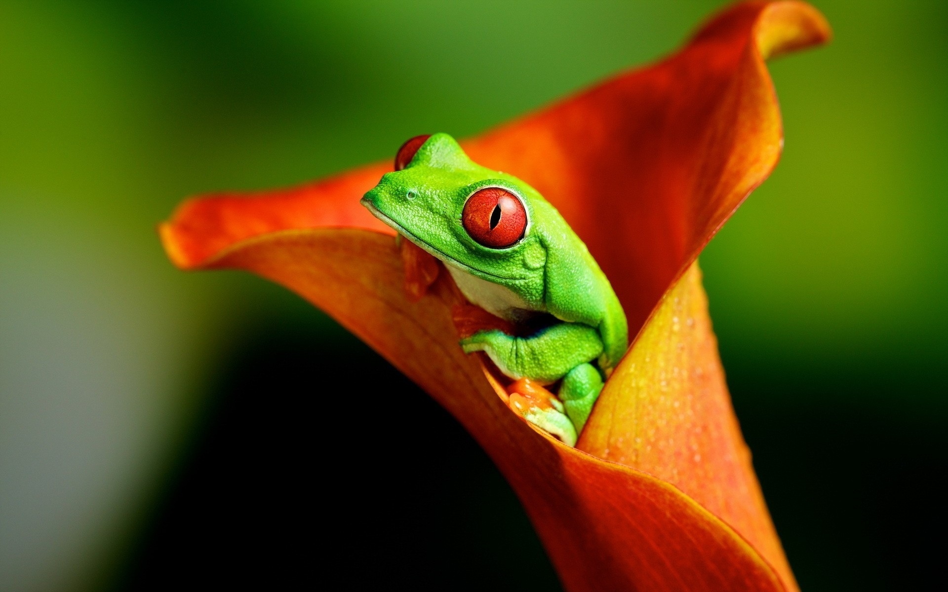 Red-Eyed Tree Frog wallpapers, Vibrant amphibian, Tropical rainforest, Gorgeous colors, 1920x1200 HD Desktop