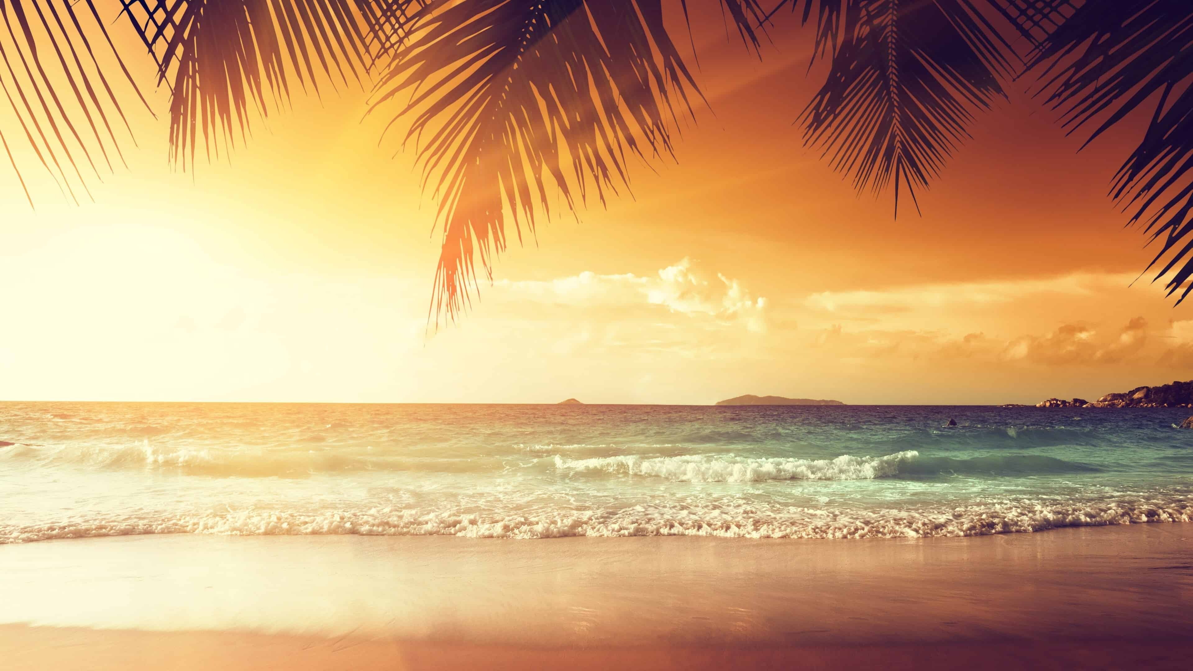 Sunset wallpaper, Gilded palm trees, Tropical beauty, Nature's canvas, 3840x2160 4K Desktop