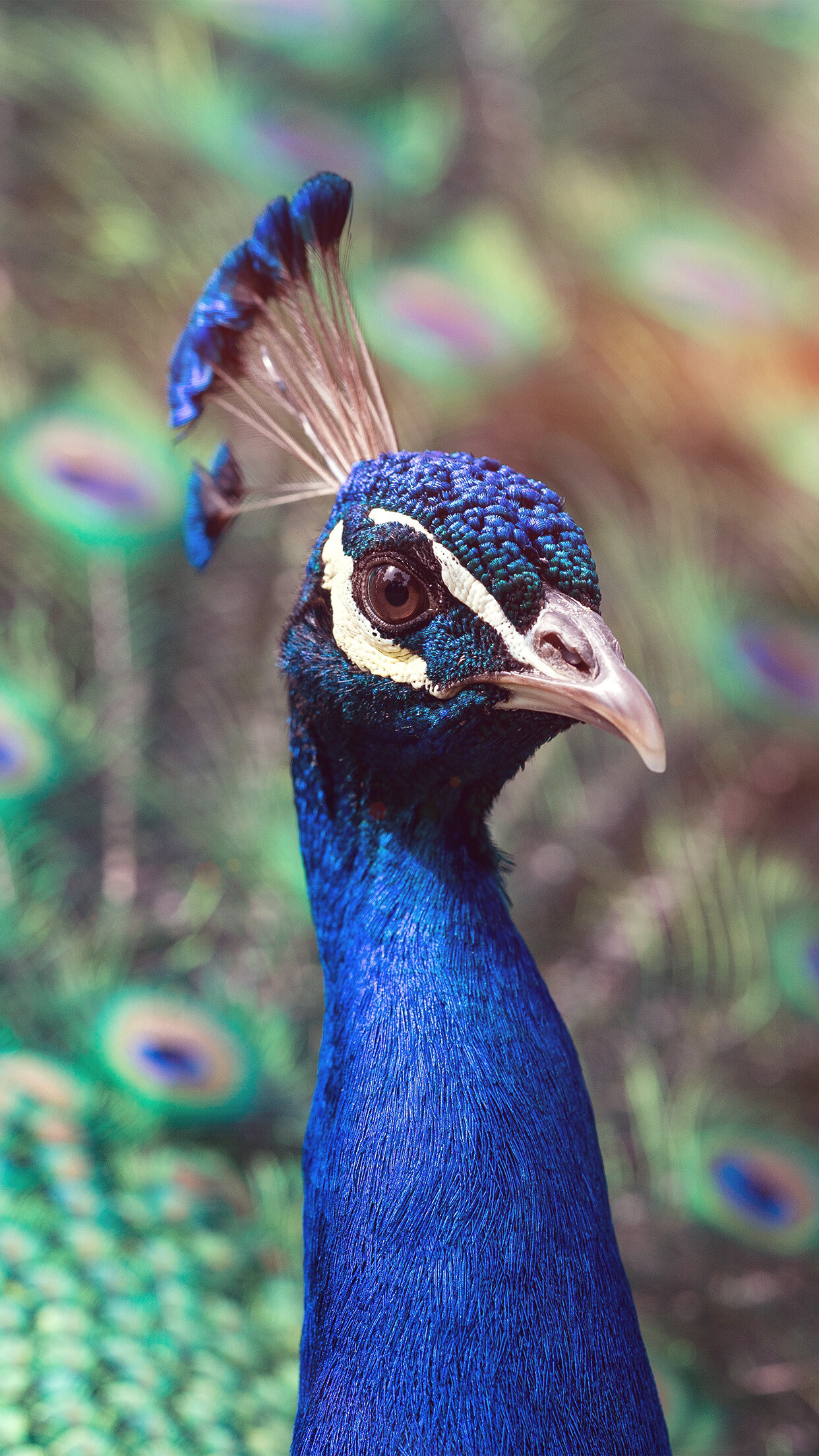 Bird nature, Blue flare, iPhone wallpaper, Peacock, 1250x2210 HD Phone