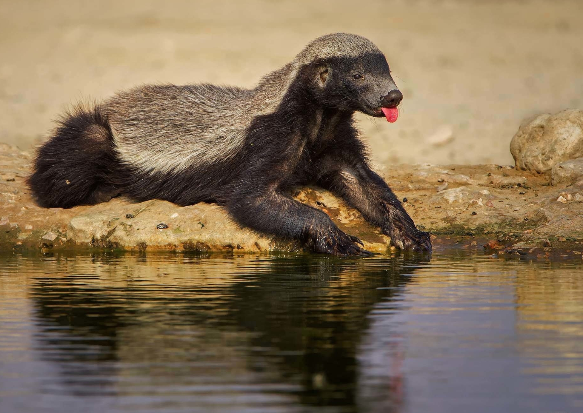 Fearless honey badger, Savage nature, Tenacious fighter, Untamed wilderness, 2050x1460 HD Desktop