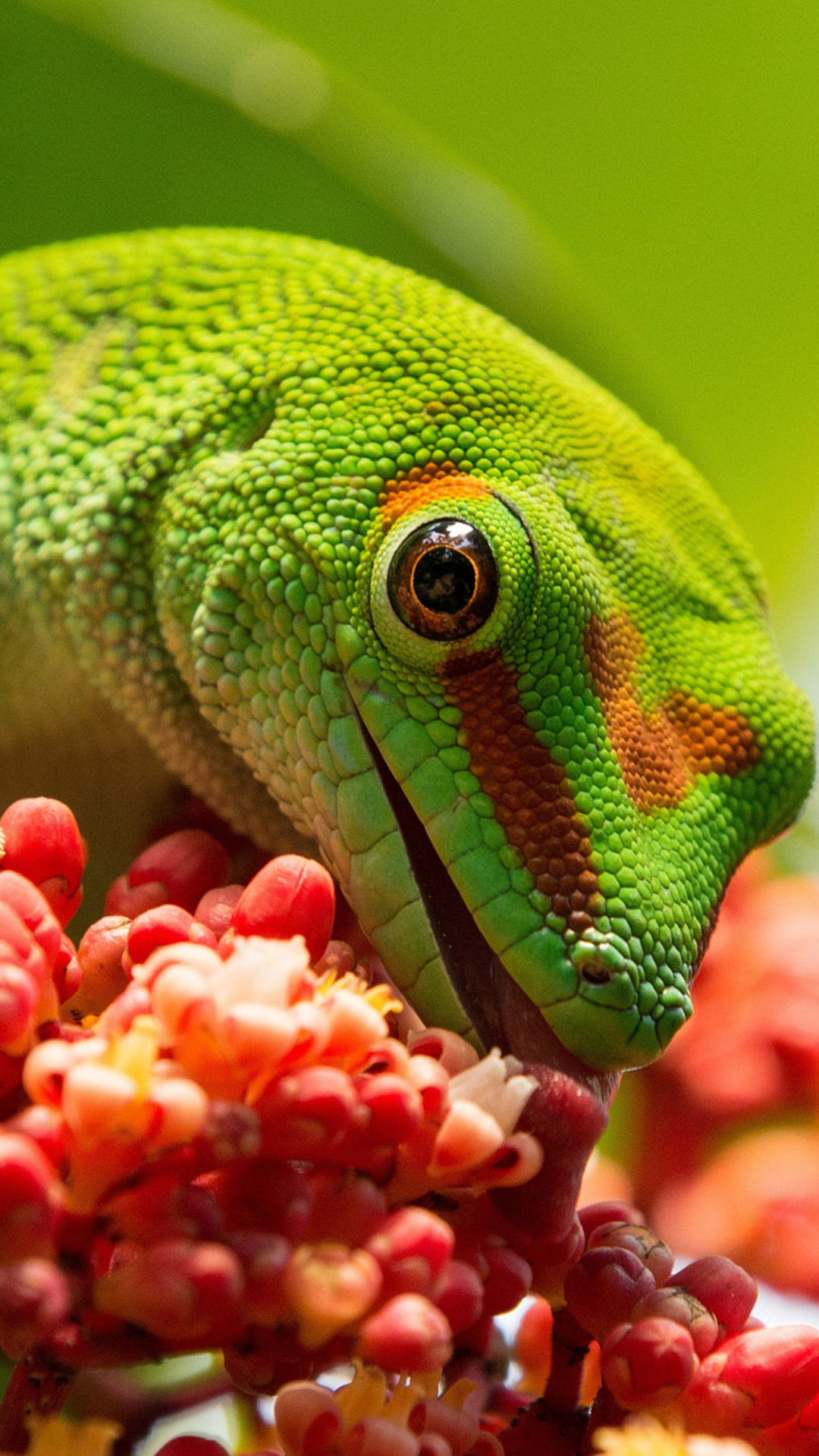 Giant day gecko wonder, Exotic reptile, Wallpaper delight, Colorful lizard, 1080x1920 Full HD Phone