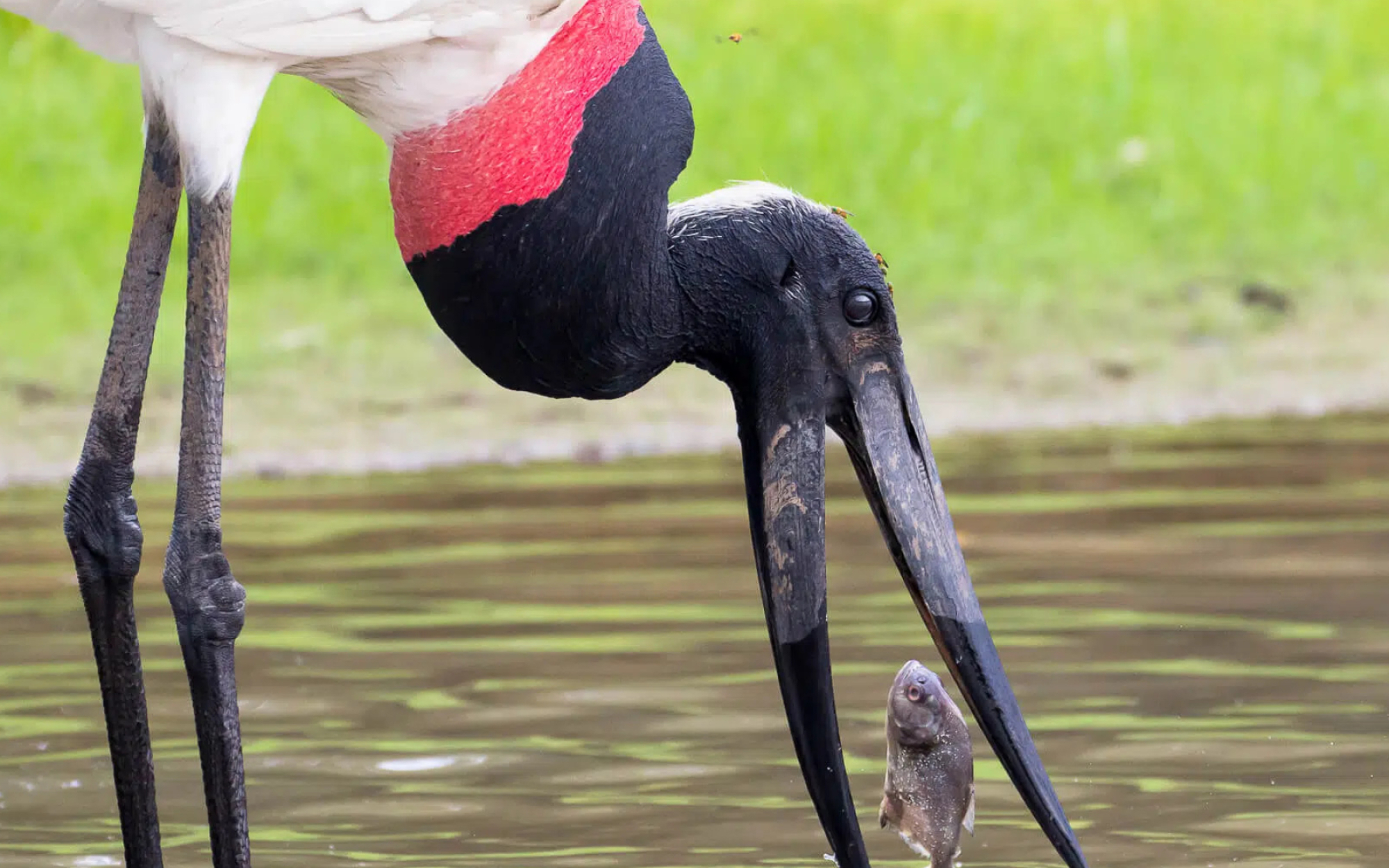 Tierfotografie Faunity, Jabiru, Majestic Bird, Wildlife Photography, 2000x1250 HD Desktop