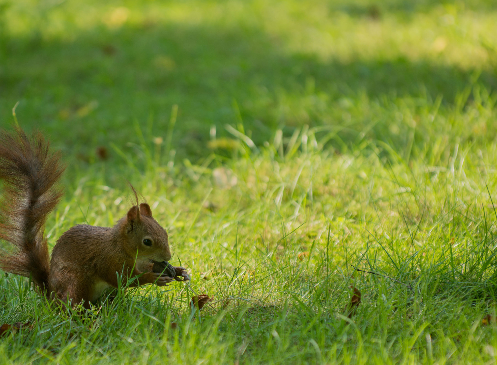 Grass background, Widescreen wallpaper, Walnut protein, Rodent section, 1920x1410 HD Desktop