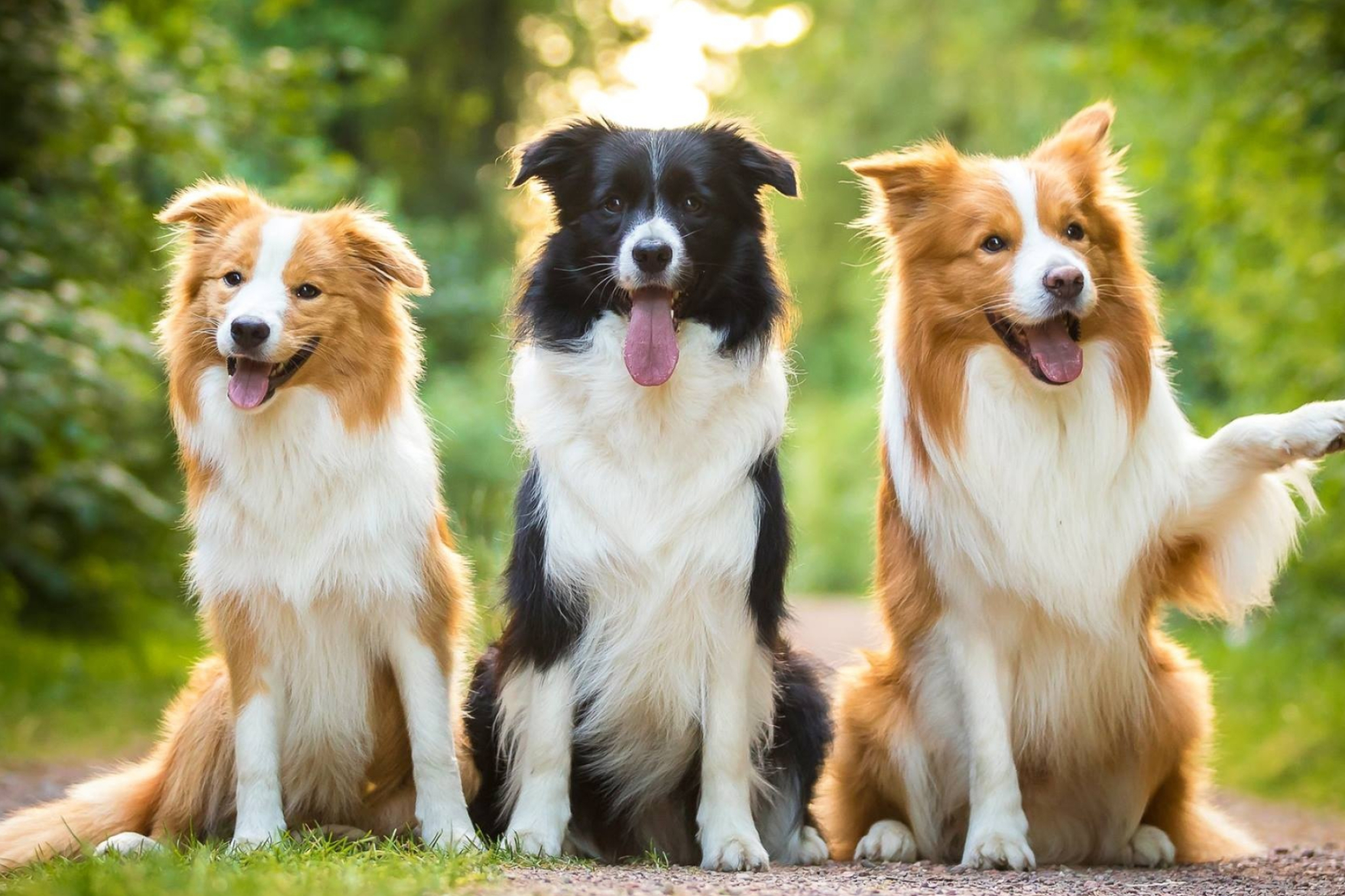 Saar Border Collie, Purebred Collie, Top-notch breeding, Champion bloodlines, 2050x1370 HD Desktop